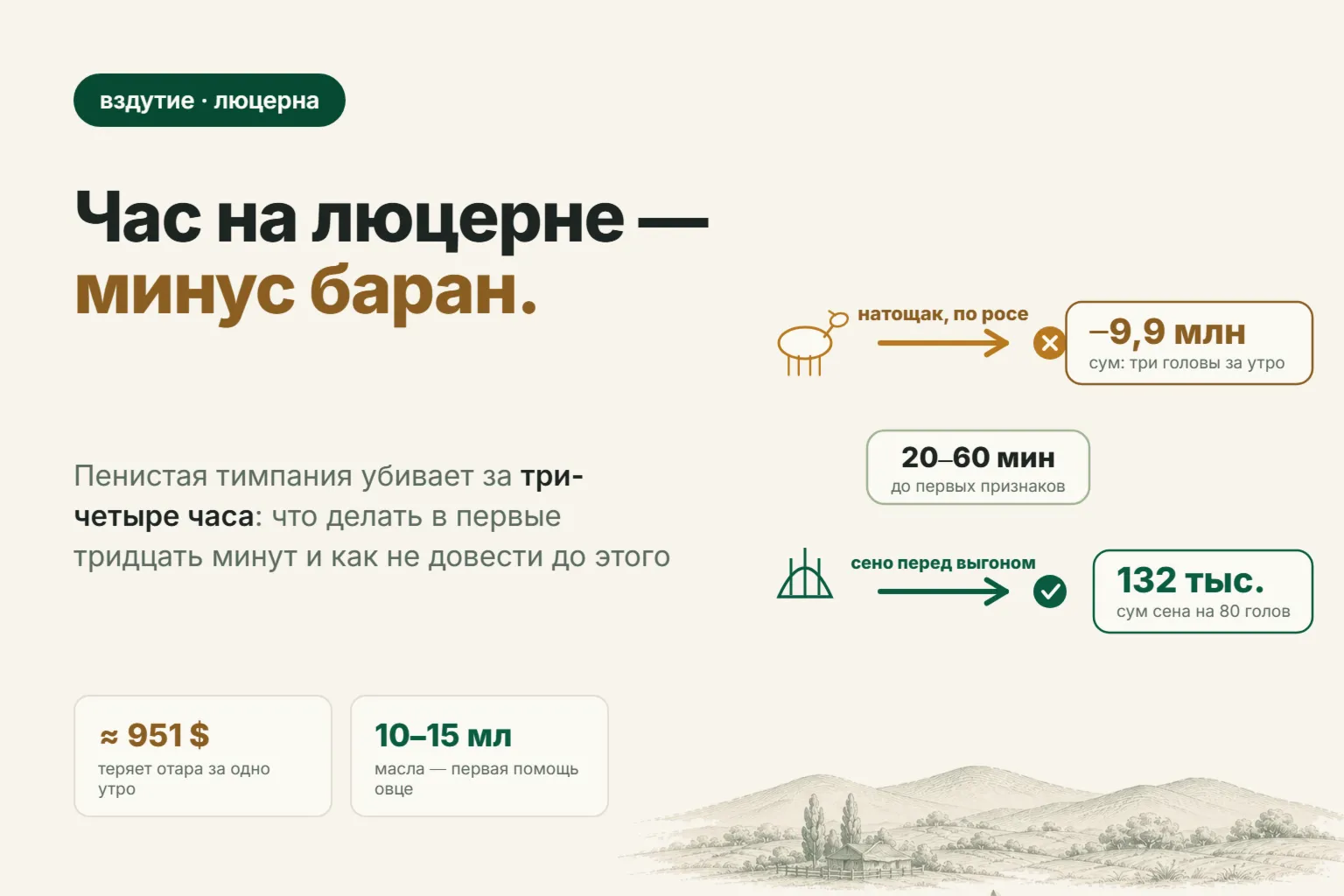 Тимпания у овец: почему баран раздувается на люцерне и что делать в первые 30 минут