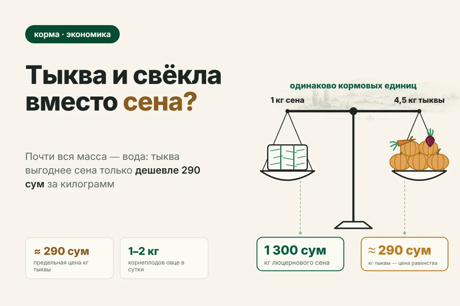 Тыква, кормовая свёкла и морковь для овец: сколько давать в сутки и при какой цене они дешевле сена
