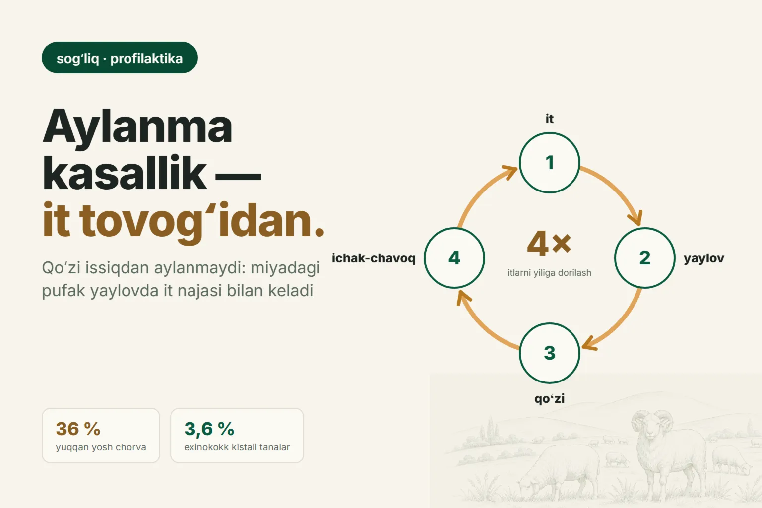 Qoʻylarda aylanma kasallik: qoʻzi nega bir tomonga aylanib yuradi va davolanmagan it suruvga qancha qimmatga tushadi