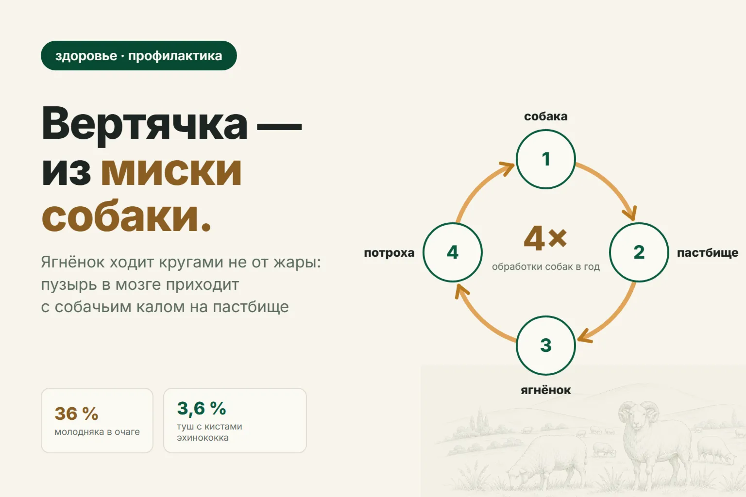 Вертячка у овец: почему ягнёнок ходит кругами и во что обходится необработанная собака при отаре
