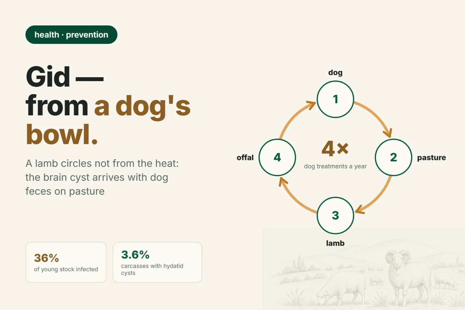 Gid in sheep: why a lamb walks in circles, and what an untreated dog costs the flock