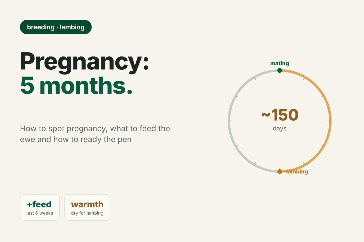 Ewe pregnancy: length, signs and preparing for lambing