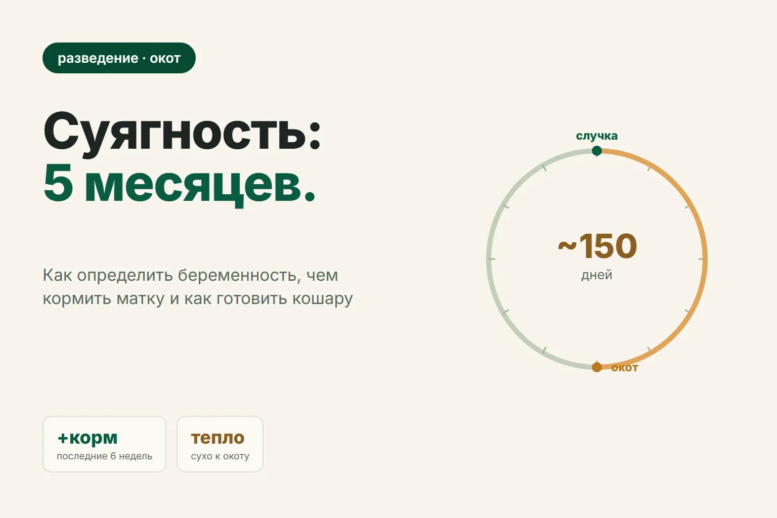 Суягность овец: сроки, признаки и подготовка к окоту