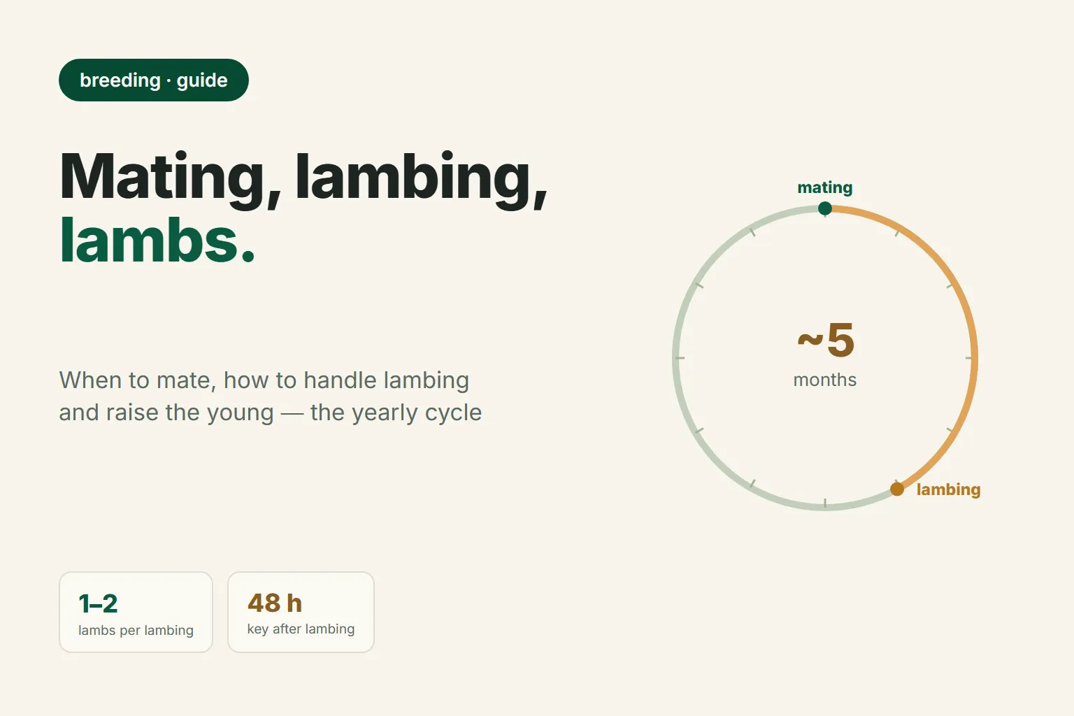 Mating, Lambing, and Newborn Lamb Care: A Shepherd's Step-by-Step Guide
