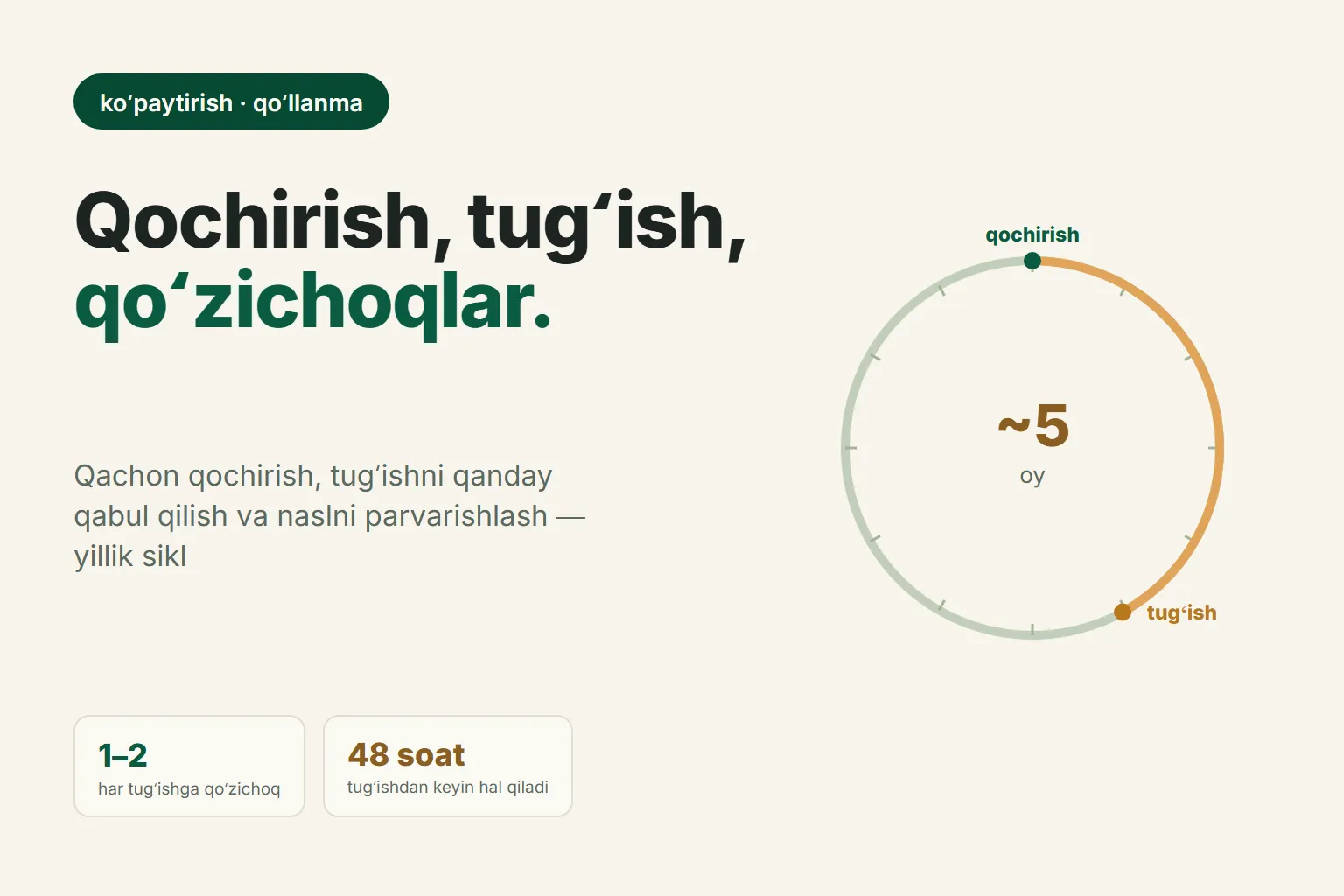Qoʻylarni qochirish, qoʻzilash va yangi tugʻilgan qoʻzilarga parvarish