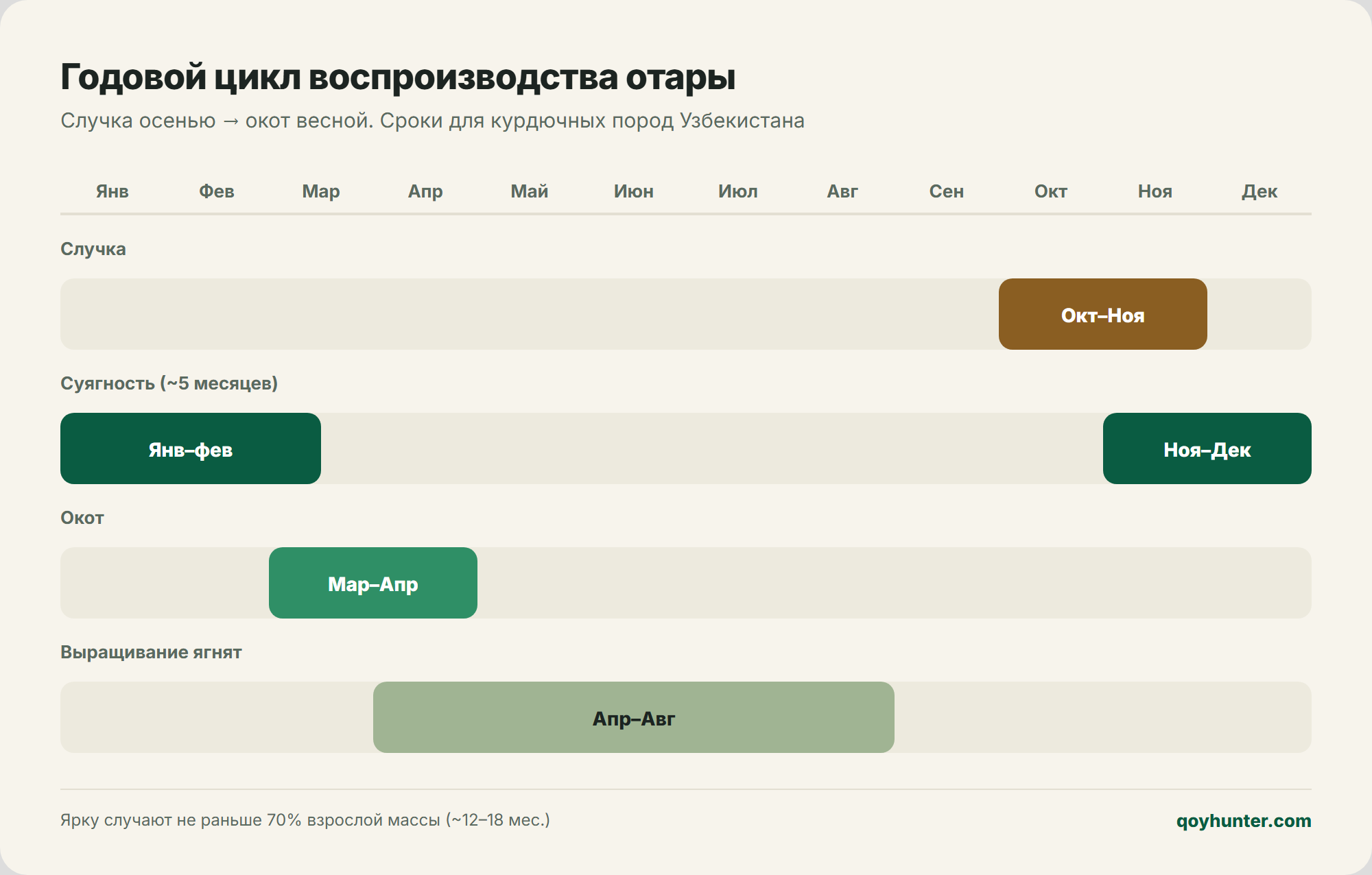 Годовой цикл воспроизводства: случка, суягность, окот