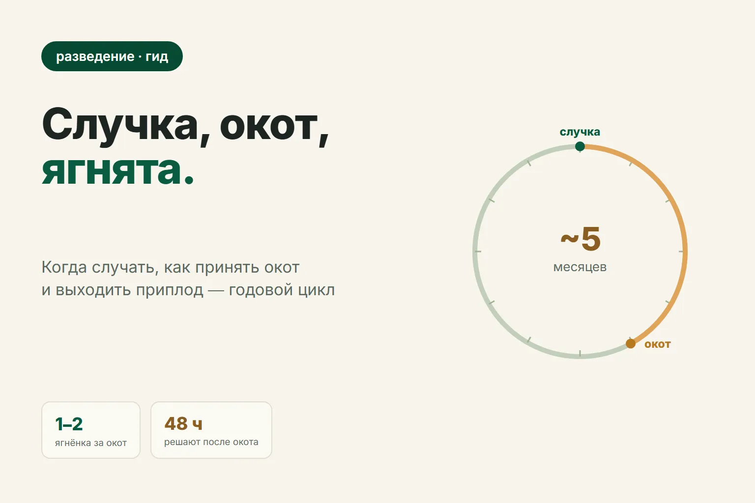 Случка, окот и уход за ягнятами: пошаговый гид овцевода