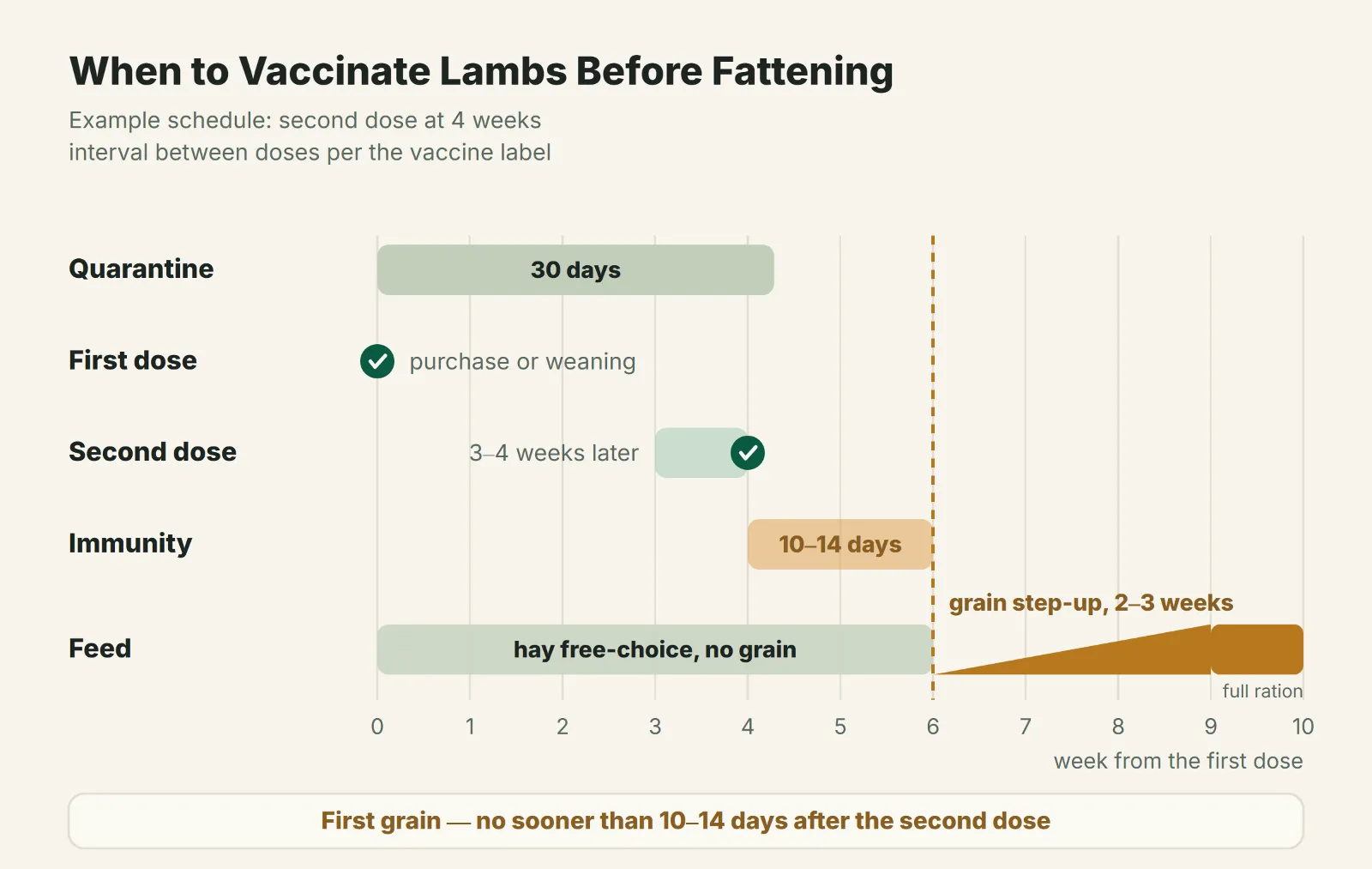 Enterotoxemia vaccination schedule for lambs before feedlot: first dose, booster 3–4 weeks later, 10–14 days for immunity and a 2–3 week grain step-up