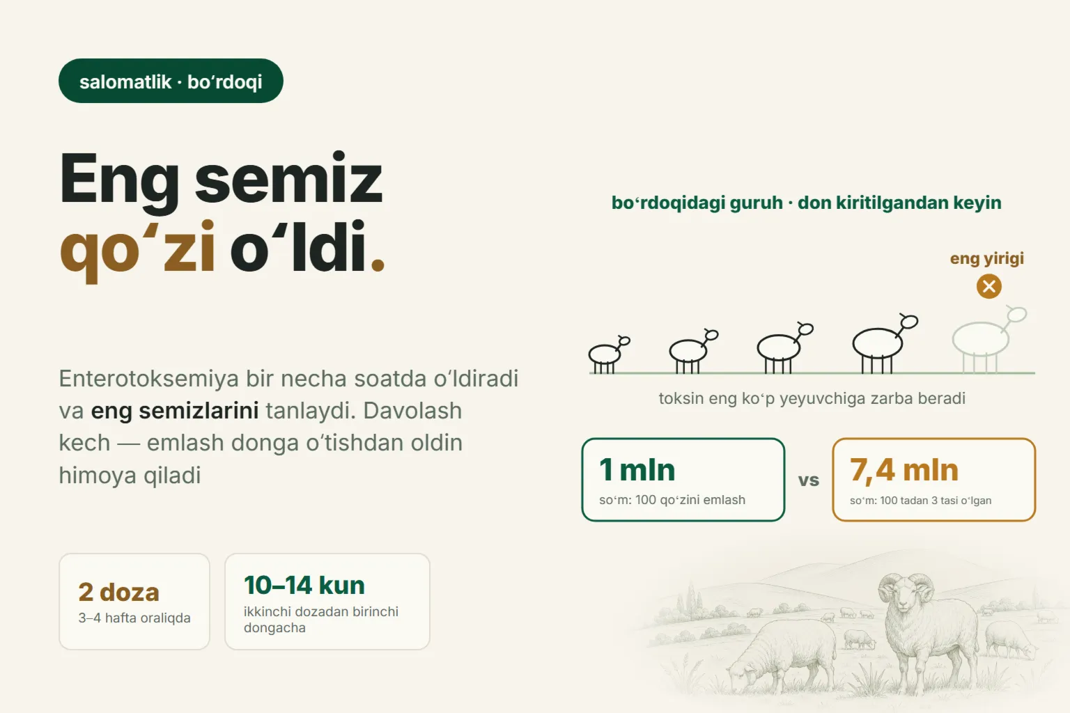 Qoʻylarda enterotoksemiya: nega boʻrdoqida eng semiz qoʻzilar toʻsatdan oʻladi va ularni qanday himoya qilish kerak