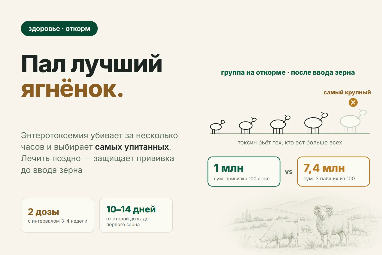 Энтеротоксемия у овец: почему на откорме внезапно гибнут самые упитанные ягнята и как их защитить