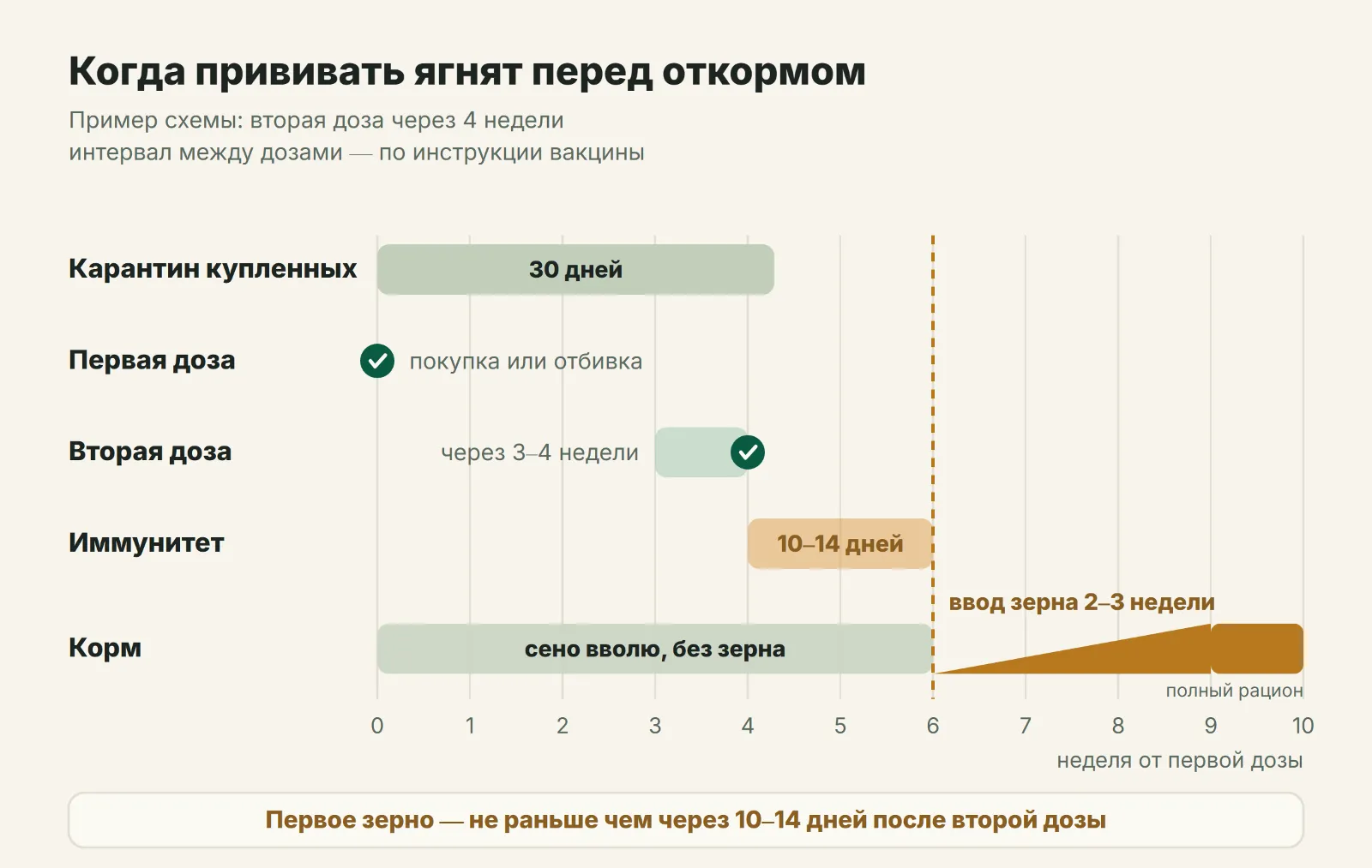 Схема прививки ягнят от энтеротоксемии перед откормом: первая доза, вторая через 3–4 недели, 10–14 дней на иммунитет и ввод зерна за 2–3 недели