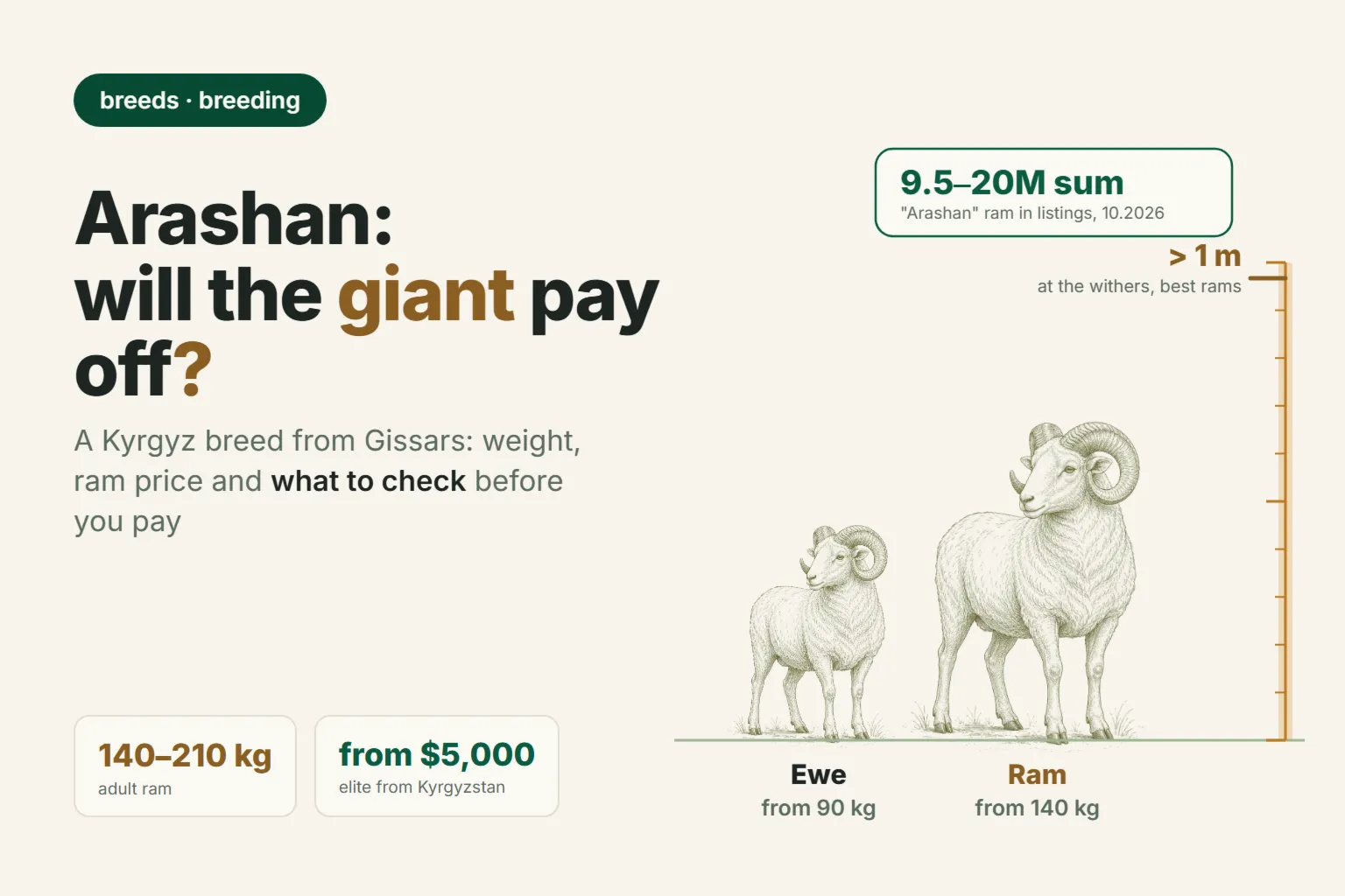 Arashan sheep breed: ram weight, price and whether it pays back in Uzbekistan in 2026