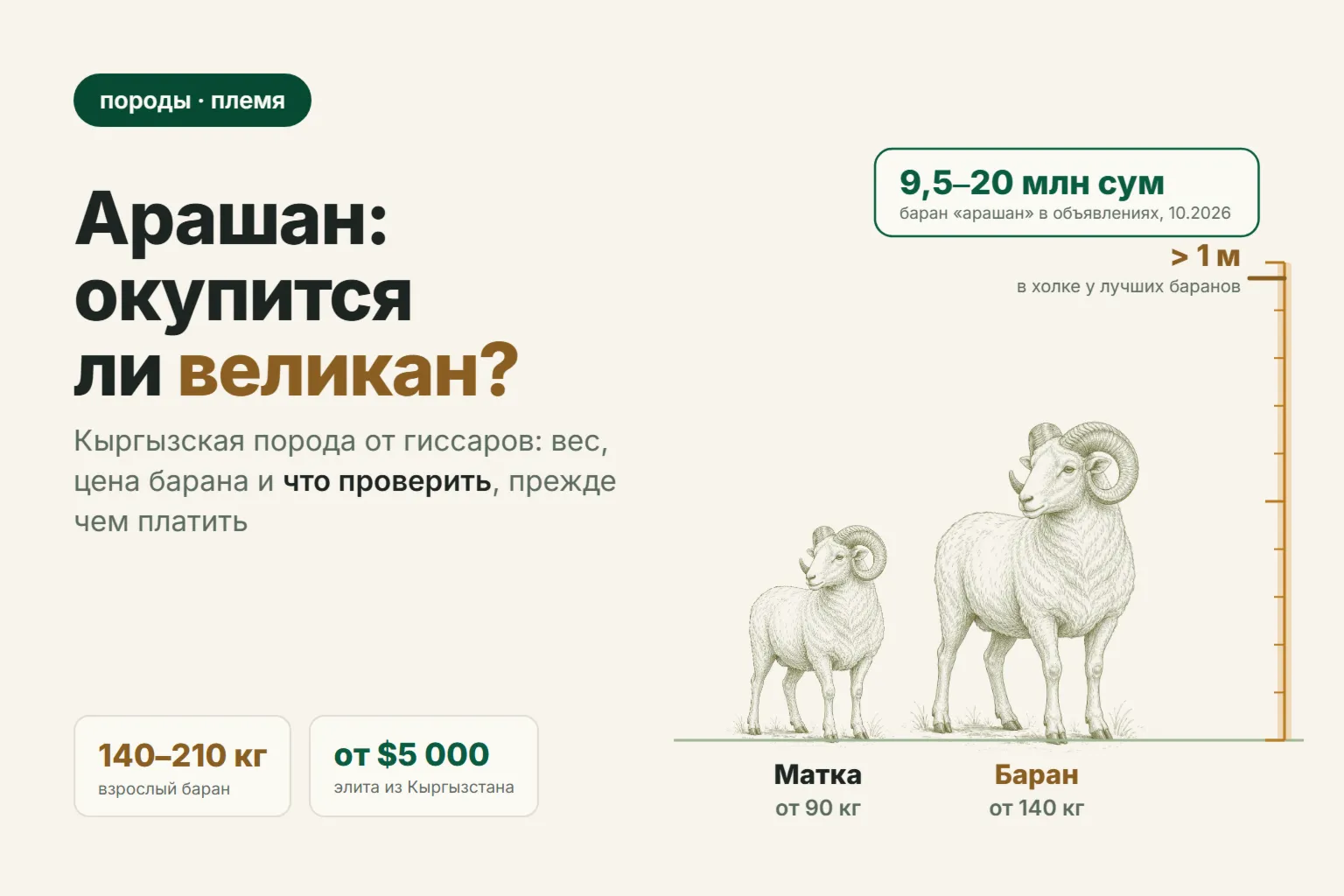 Арашанская порода овец: вес, цена барана и окупится ли он в Узбекистане в 2026 году