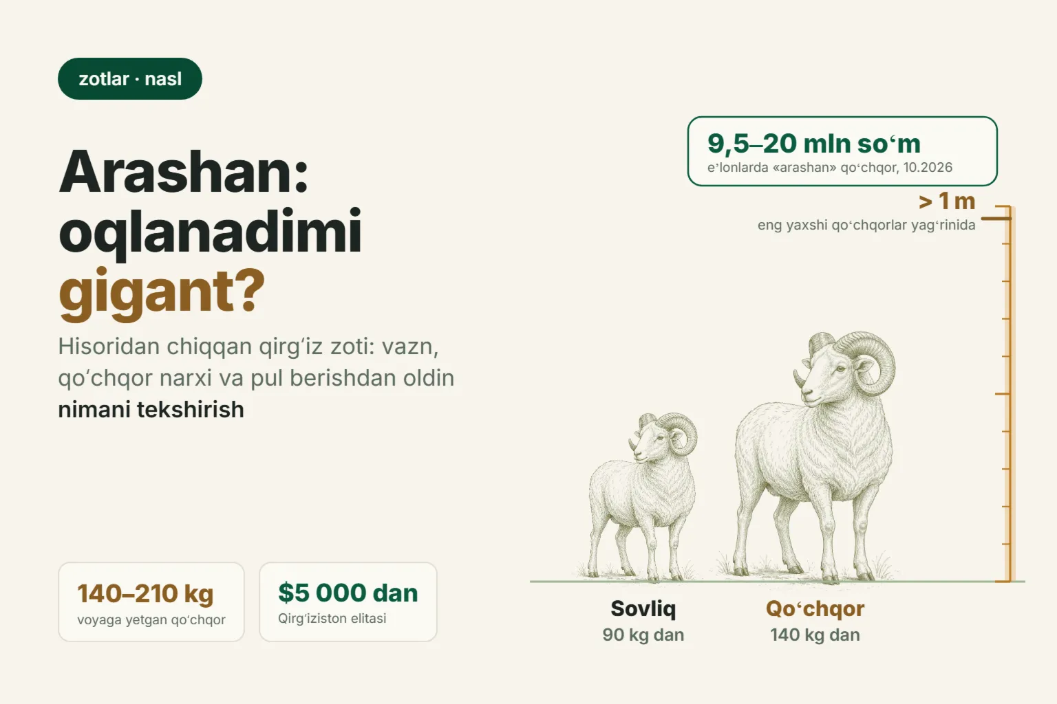Arashan qoʻy zoti: qoʻchqorning vazni, narxi va 2026-yilda Oʻzbekistonda oqlanadimi