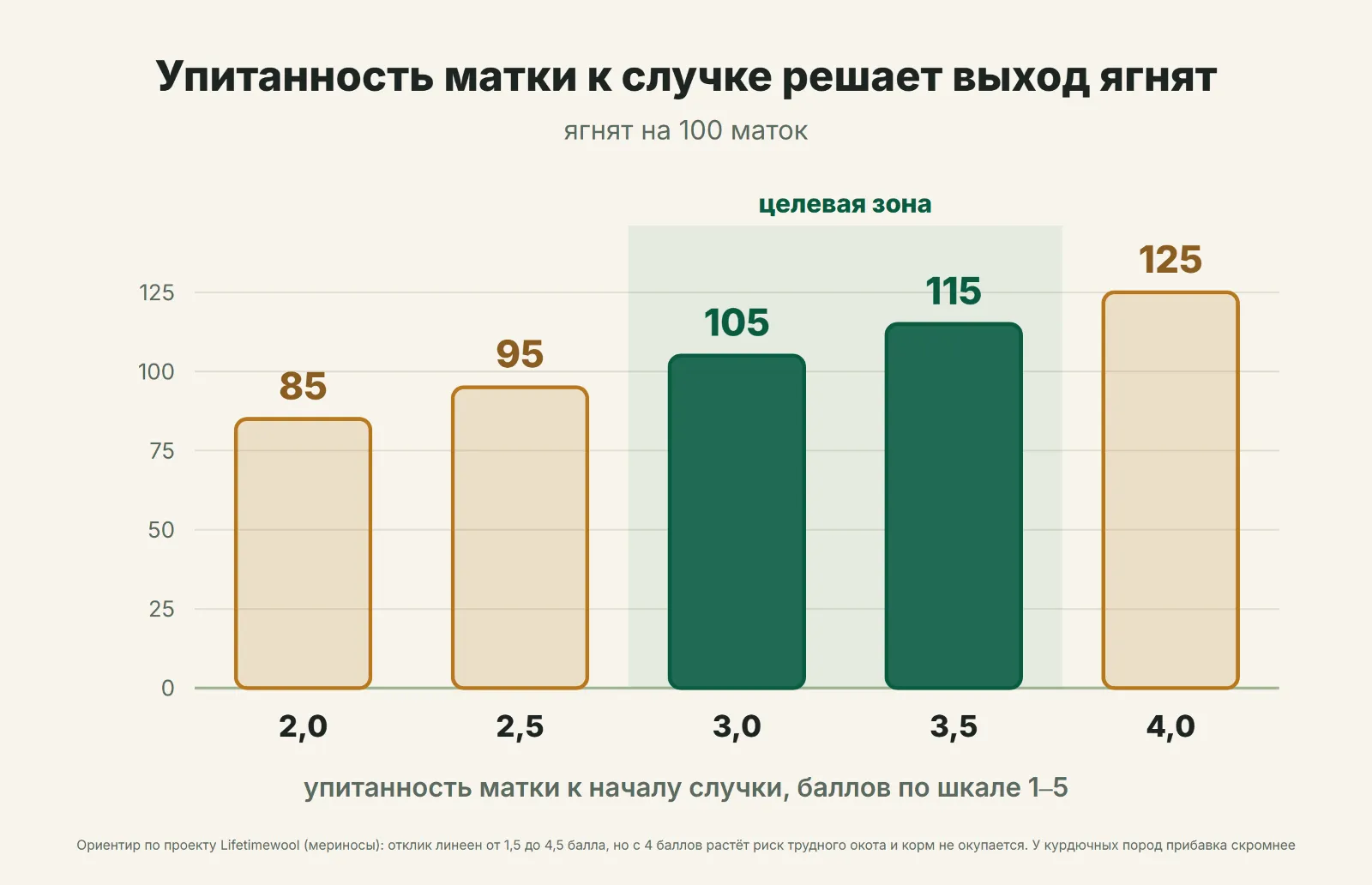 Упитанность матки к случке решает выход ягнят