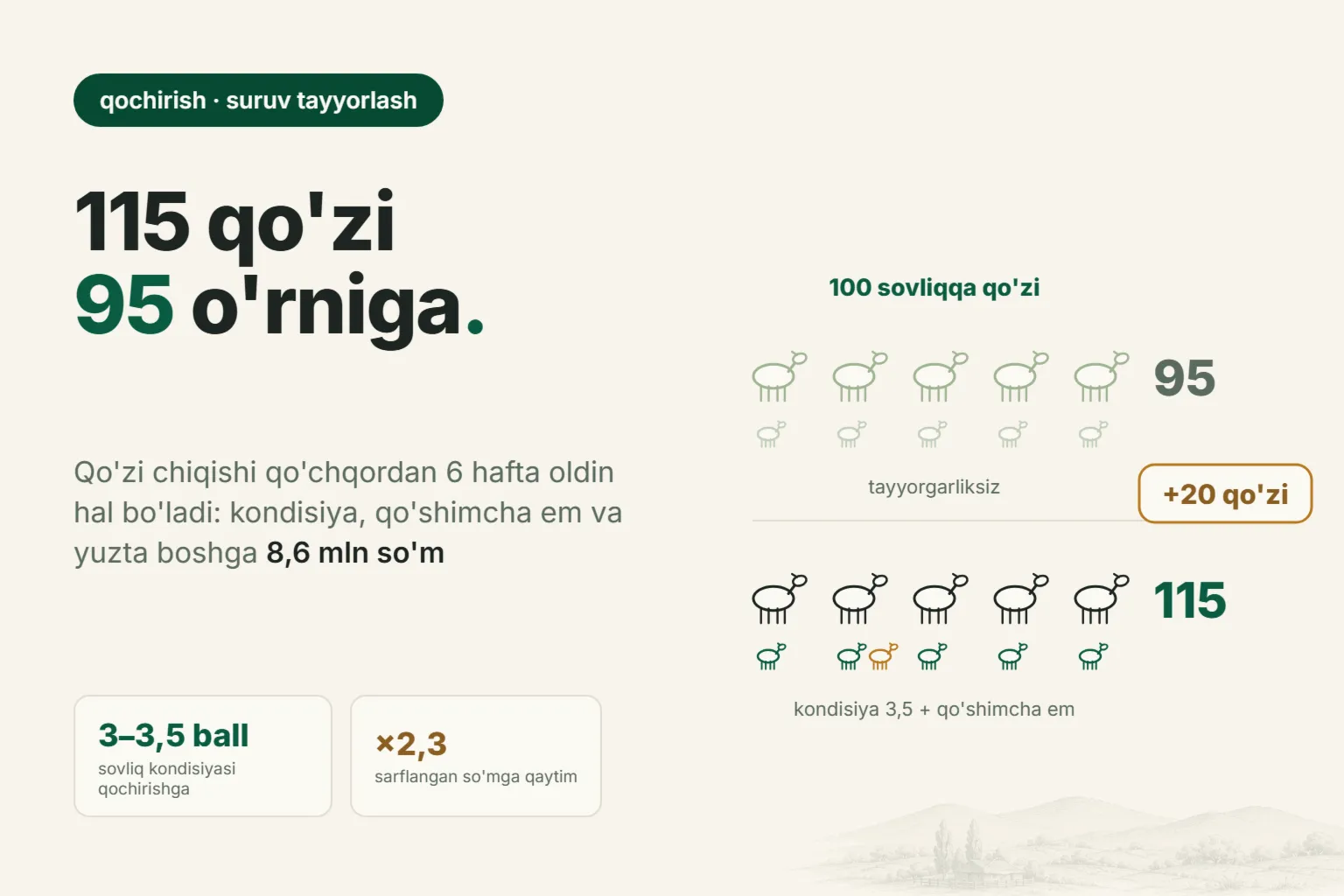 95 o'rniga 115 qo'zi: suruvni qochirishga qanday tayyorlash kerak