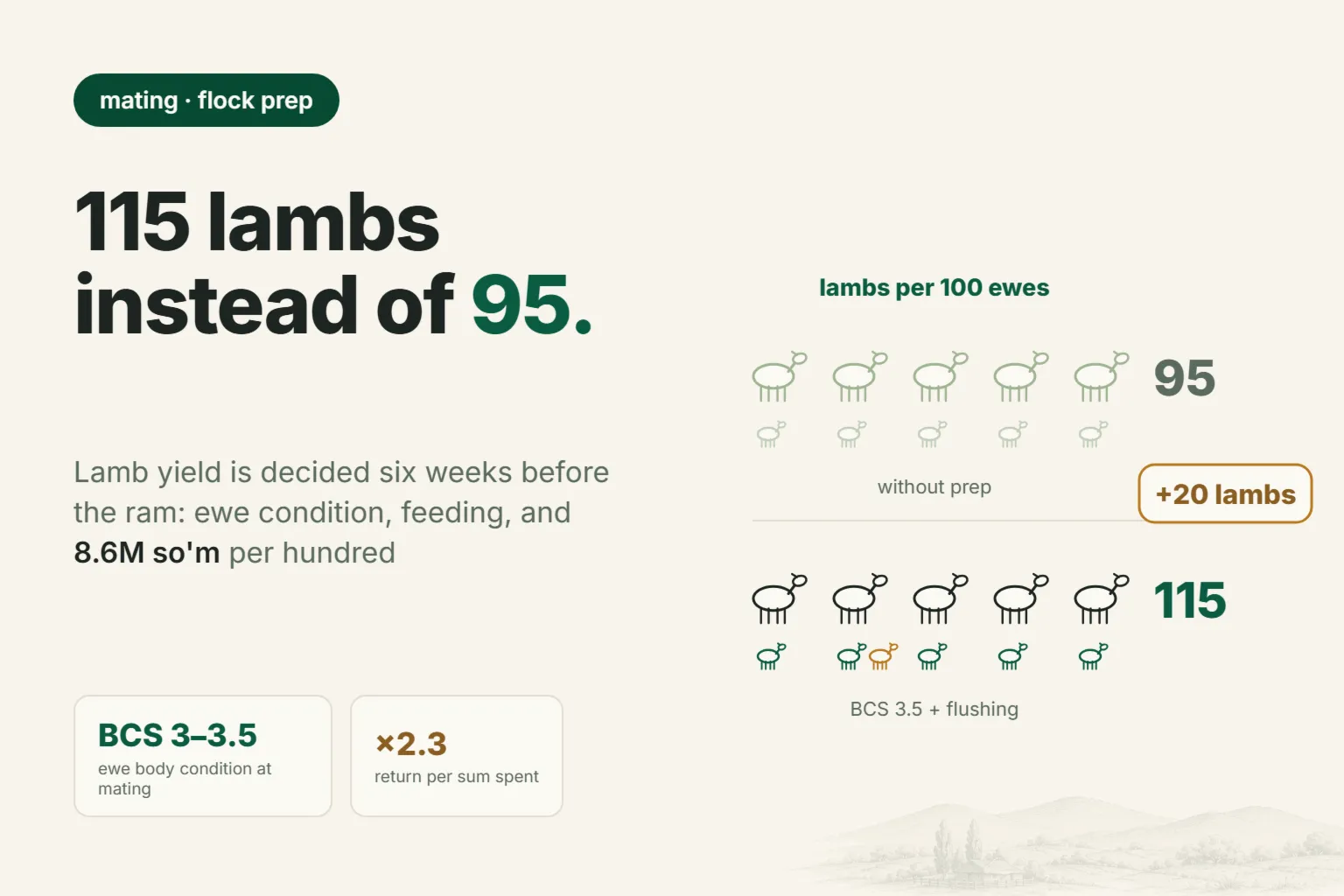 115 Lambs Instead of 95: How to Prepare Your Flock for Mating
