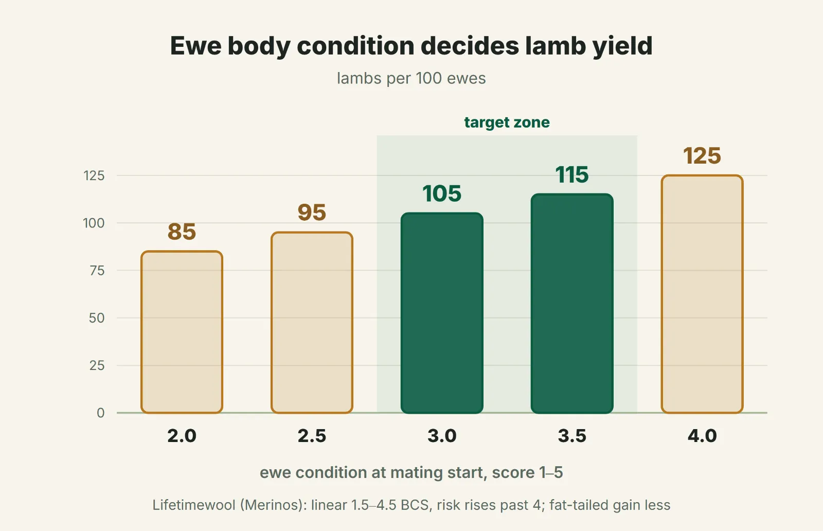 Ewe body condition decides lamb yield