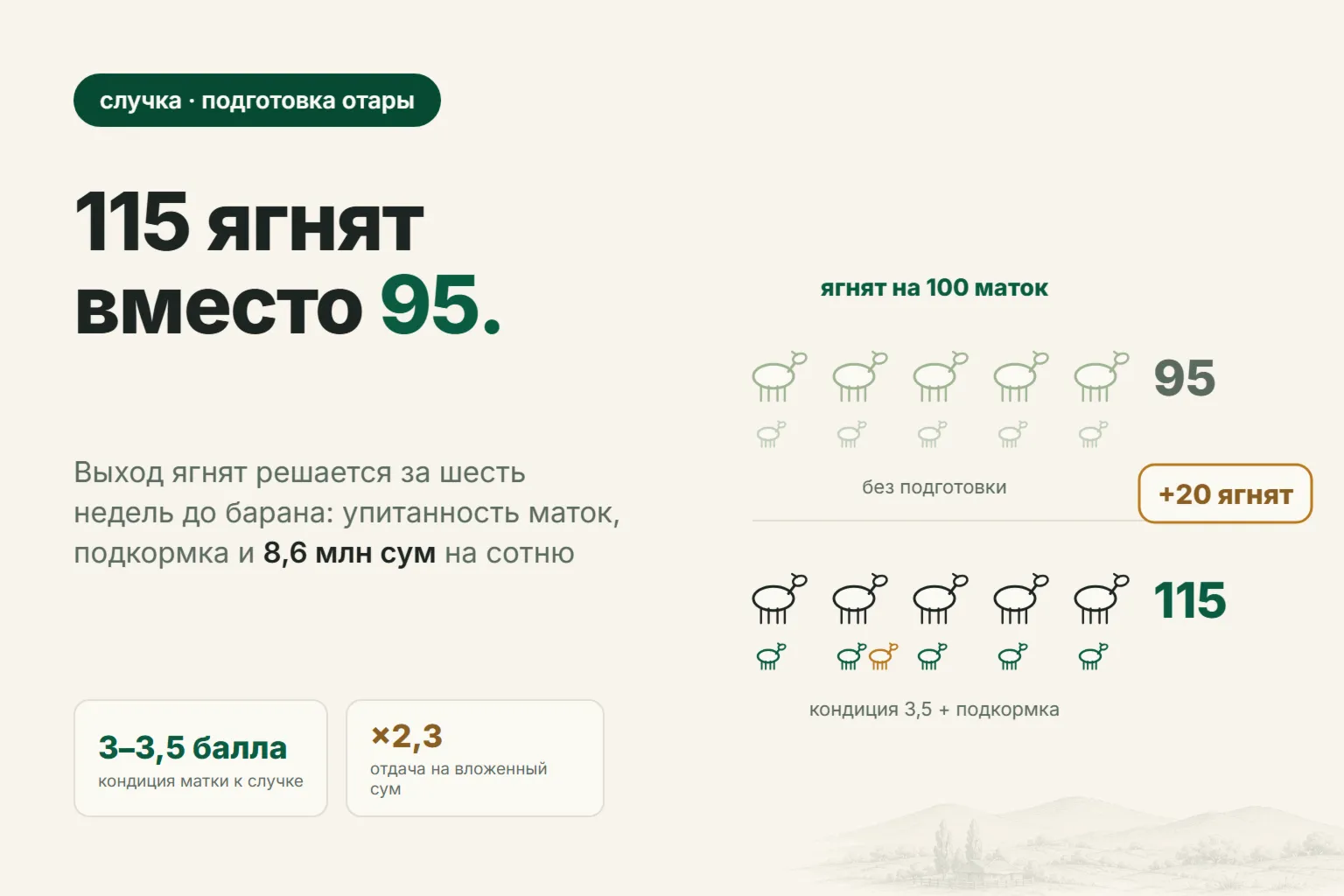 115 ягнят вместо 95: как подготовить отару к случке