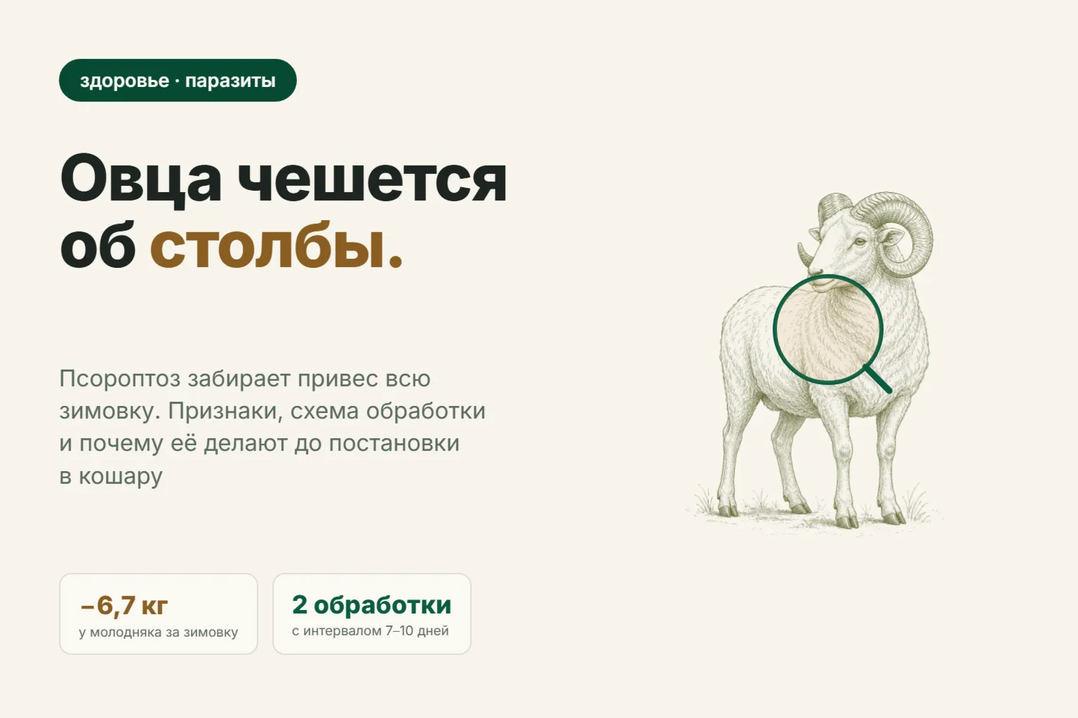 Чесотка у овец: признаки, чем обработать и почему это надо успеть до кошары