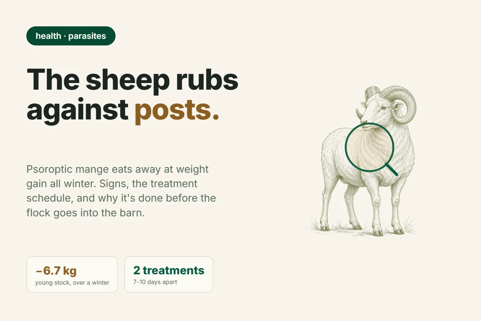 Sheep scab: why the flock rubs itself raw, and what treating too late costs you