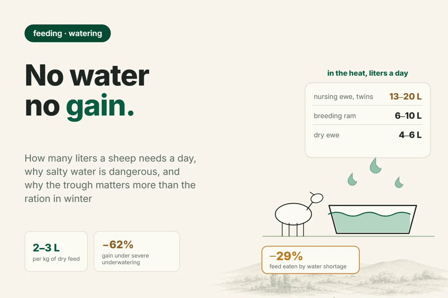 How Much Water a Sheep Needs Per Day: Norms by Group, Winter Watering, and the Cost of Underwatering