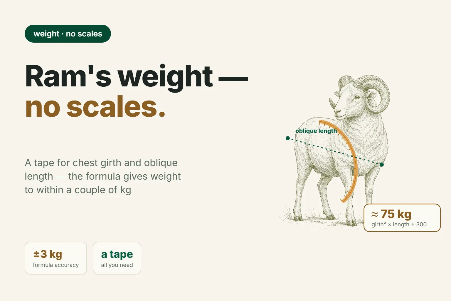 How to Estimate a Ram's Weight Without Scales: Tape, Formula, and Table