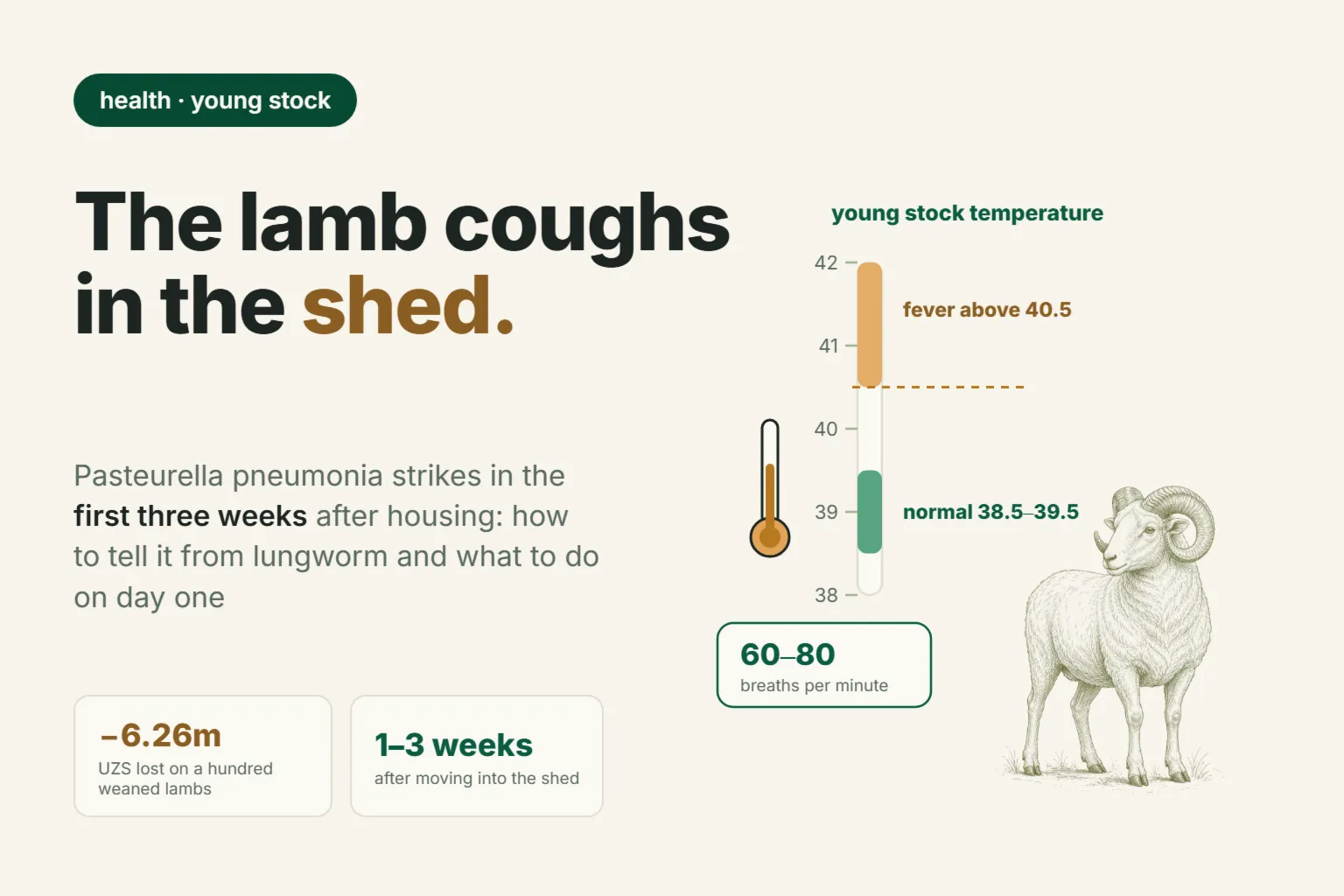 Lamb Pneumonia: Why Lambs Cough in Autumn and What It Costs the Flock