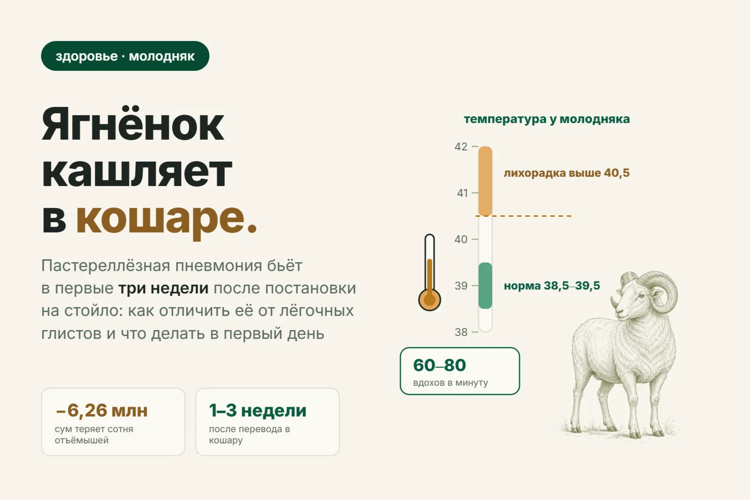 Пневмония у ягнят: почему молодняк кашляет осенью и во сколько это обходится отаре