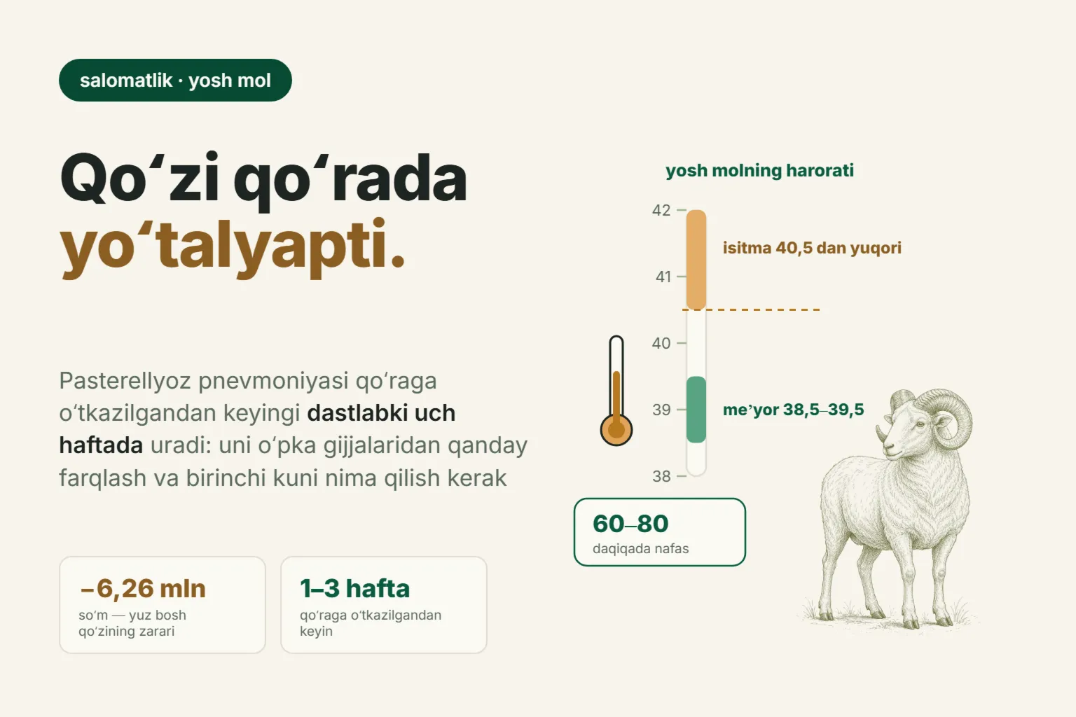 Qoʻzilarda pnevmoniya: yosh mol kuzda nega yoʻtaladi va bu suruvga qancha turadi