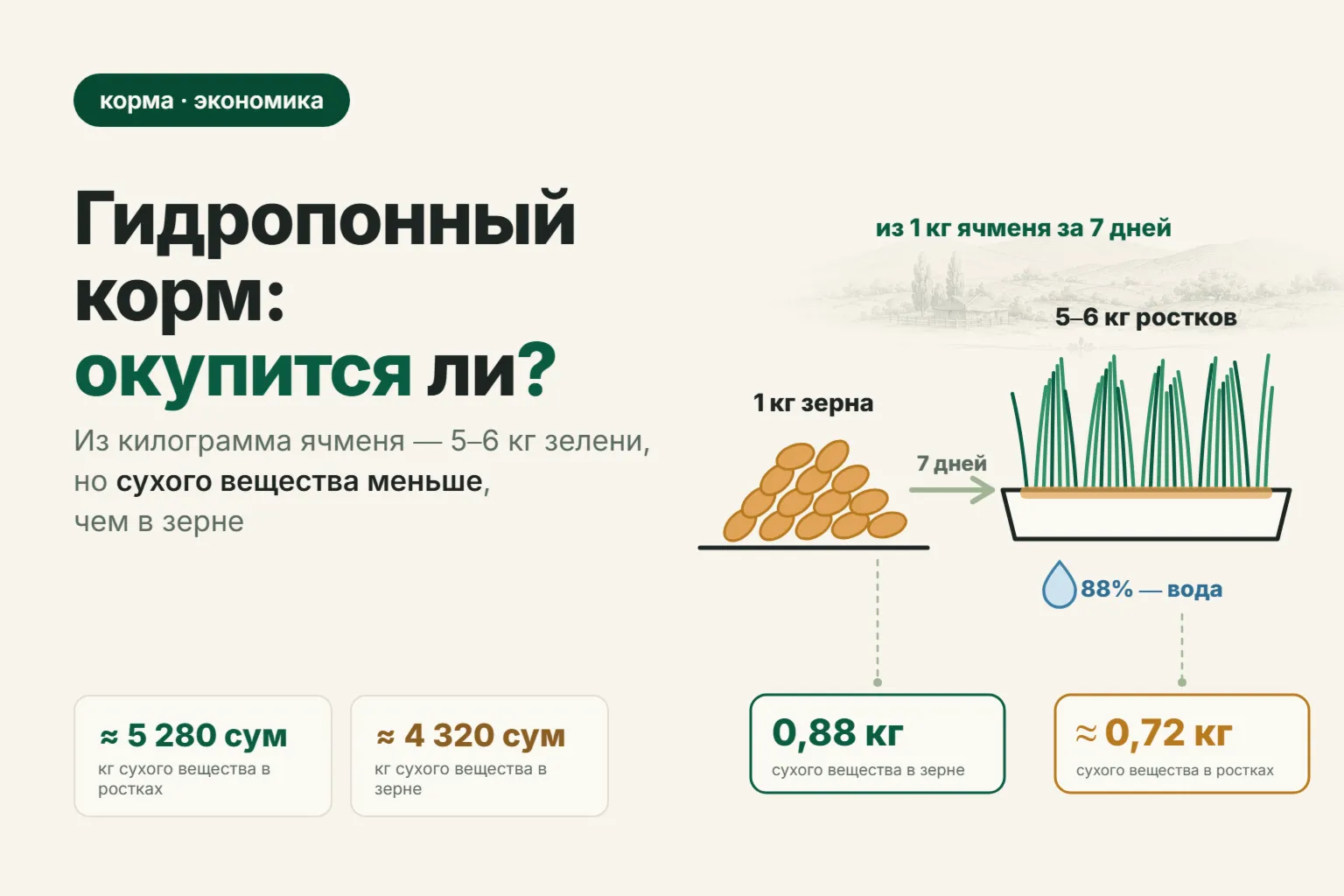 Гидропонный корм для овец: окупается ли пророщенный ячмень в 2026 году — расчёт по сухому веществу