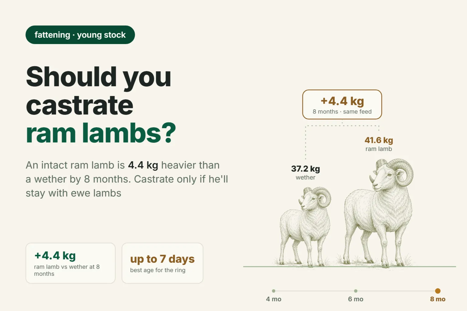 Castrating Ram Lambs: Do You Need to Castrate Lambs for Finishing, and at What Age