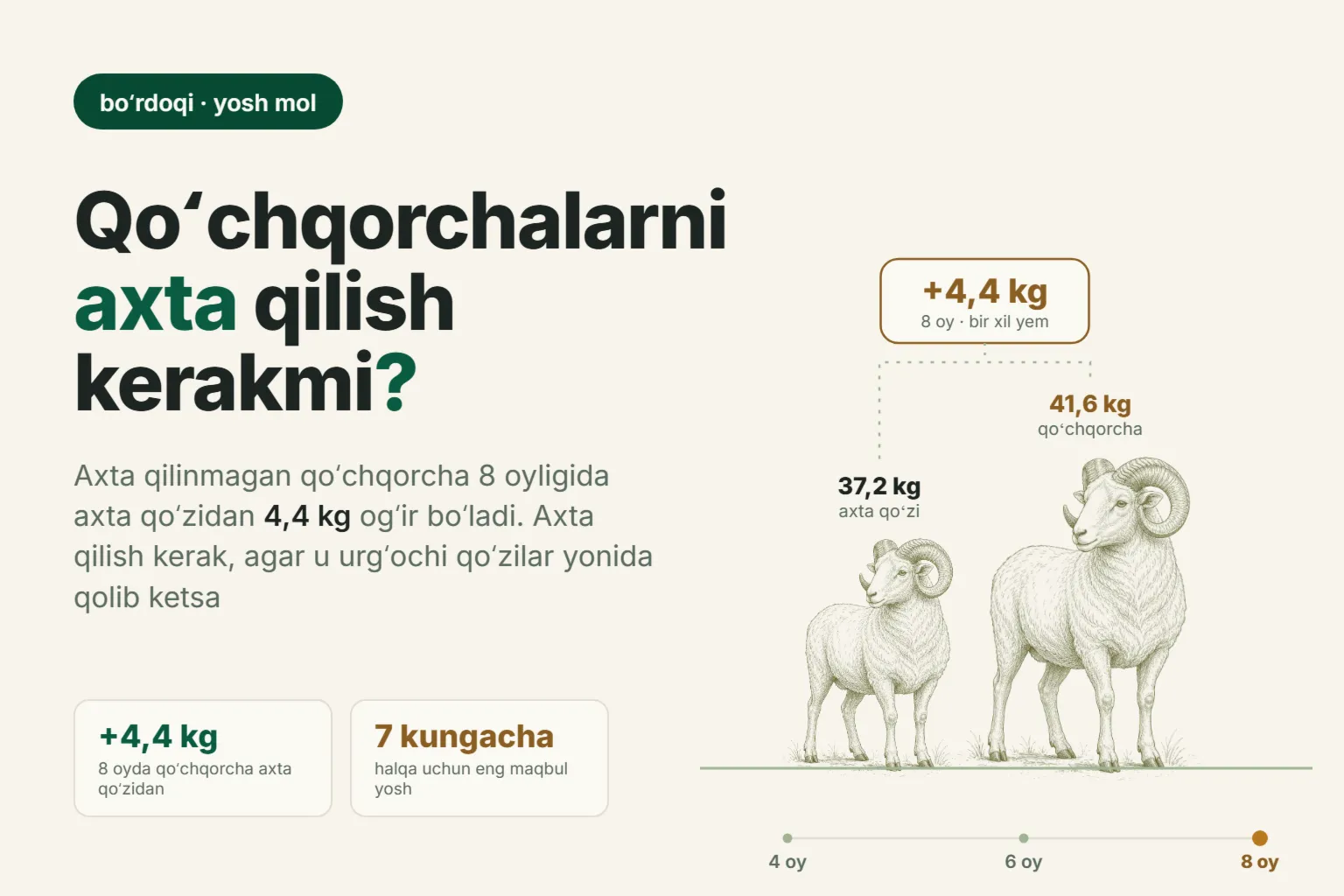 Qoʻchqorchalarni axta qilish: qoʻzilarni boʻrdoqiga axta qilish kerakmi va qaysi yoshda