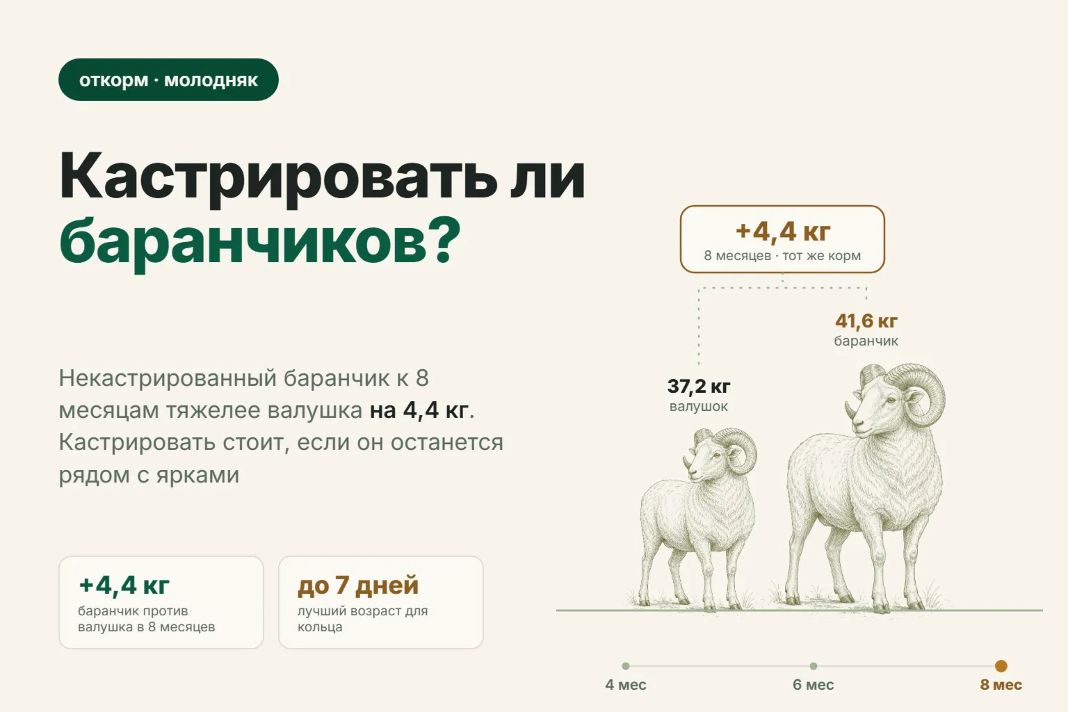 Кастрация баранчиков: нужно ли кастрировать ягнят на откорм и в каком возрасте