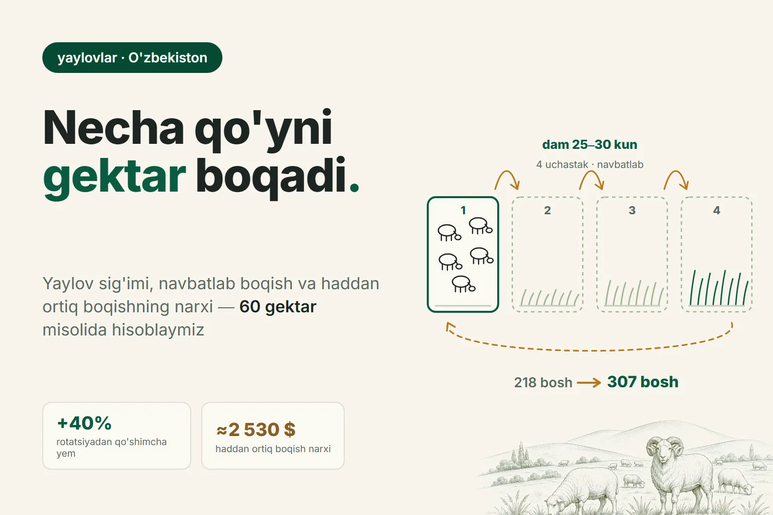Bir gektarga necha bosh qo'y boqish mumkin: yaylov sig'imi, uchastkalar bo'yicha navbatlab boqish va haddan ortiq boqishning narxi