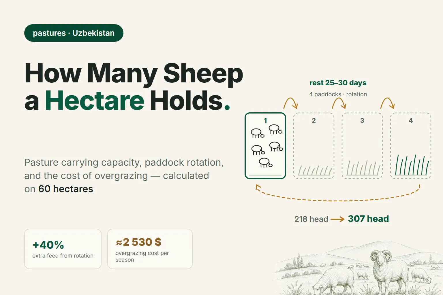 How Many Sheep One Hectare Can Graze: Pasture Carrying Capacity, Paddock Rotation, and the Cost of Overgrazing