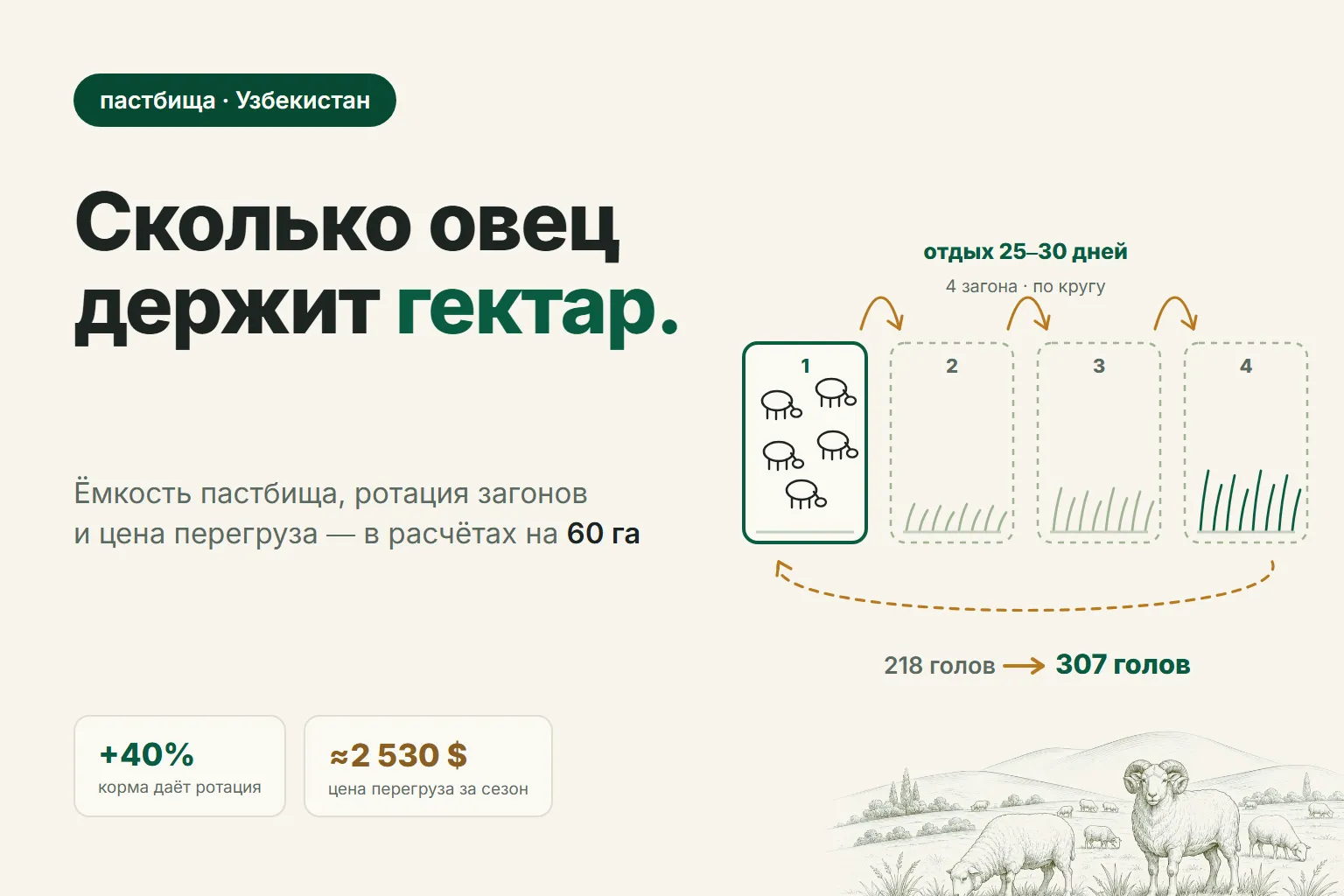 Сколько овец можно пасти на гектаре: ёмкость пастбища, ротация загонов и цена перегруза