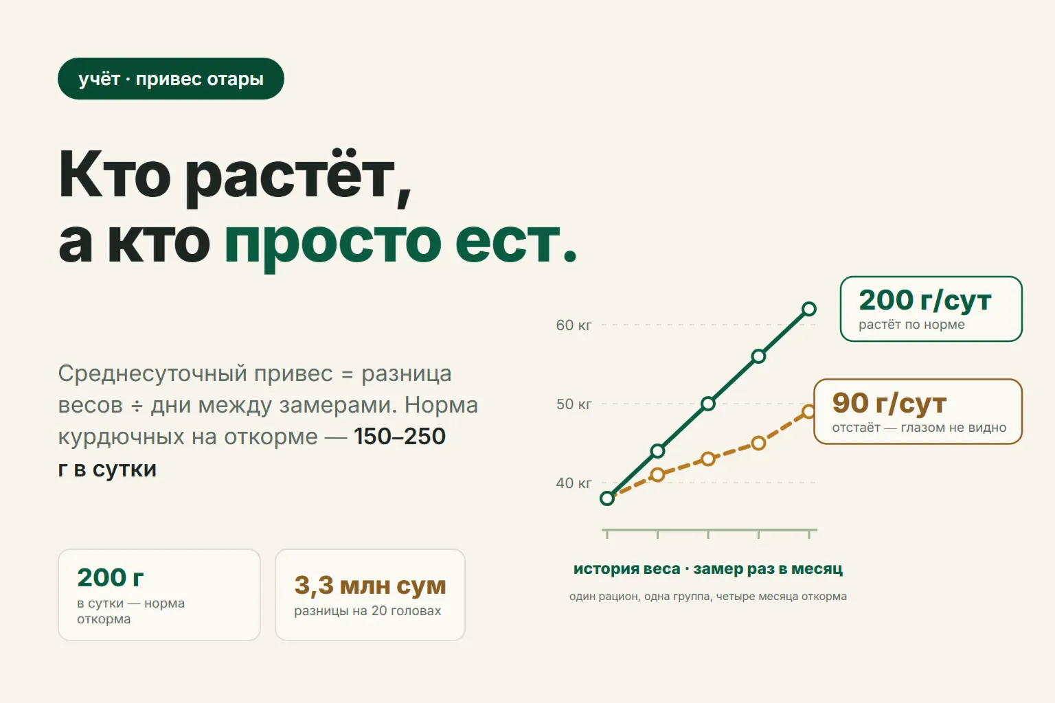 Среднесуточный привес барана: как посчитать, какая норма и почему на глаз это не видно