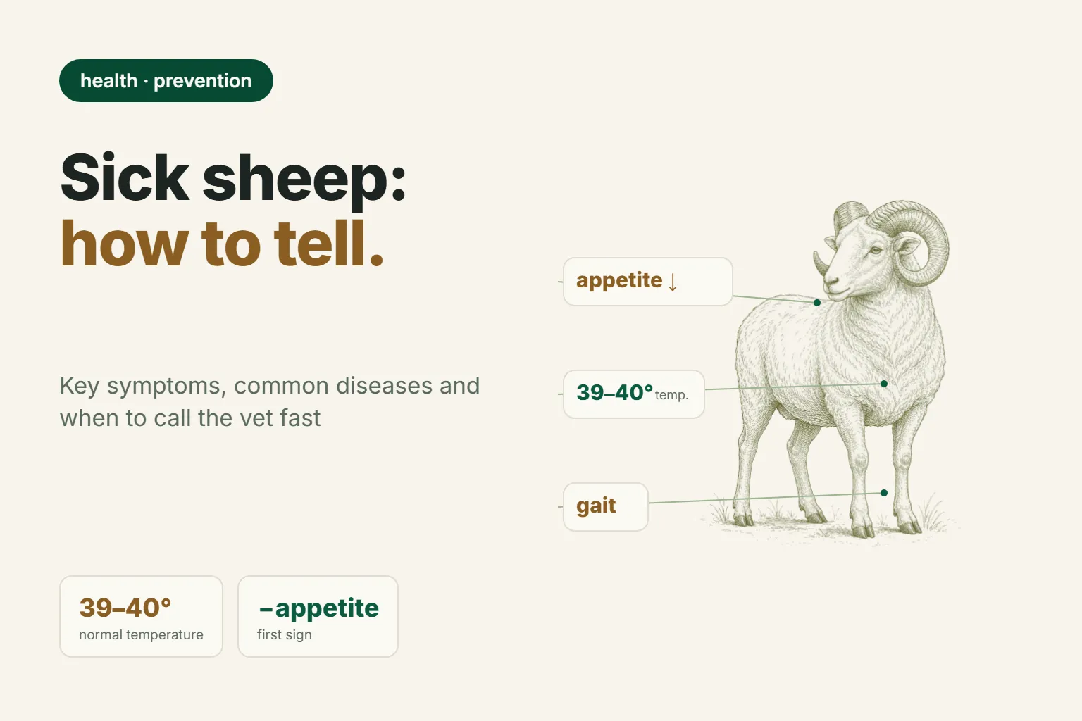 Sheep Diseases: Symptoms, Prevention, and When to Call the Vet