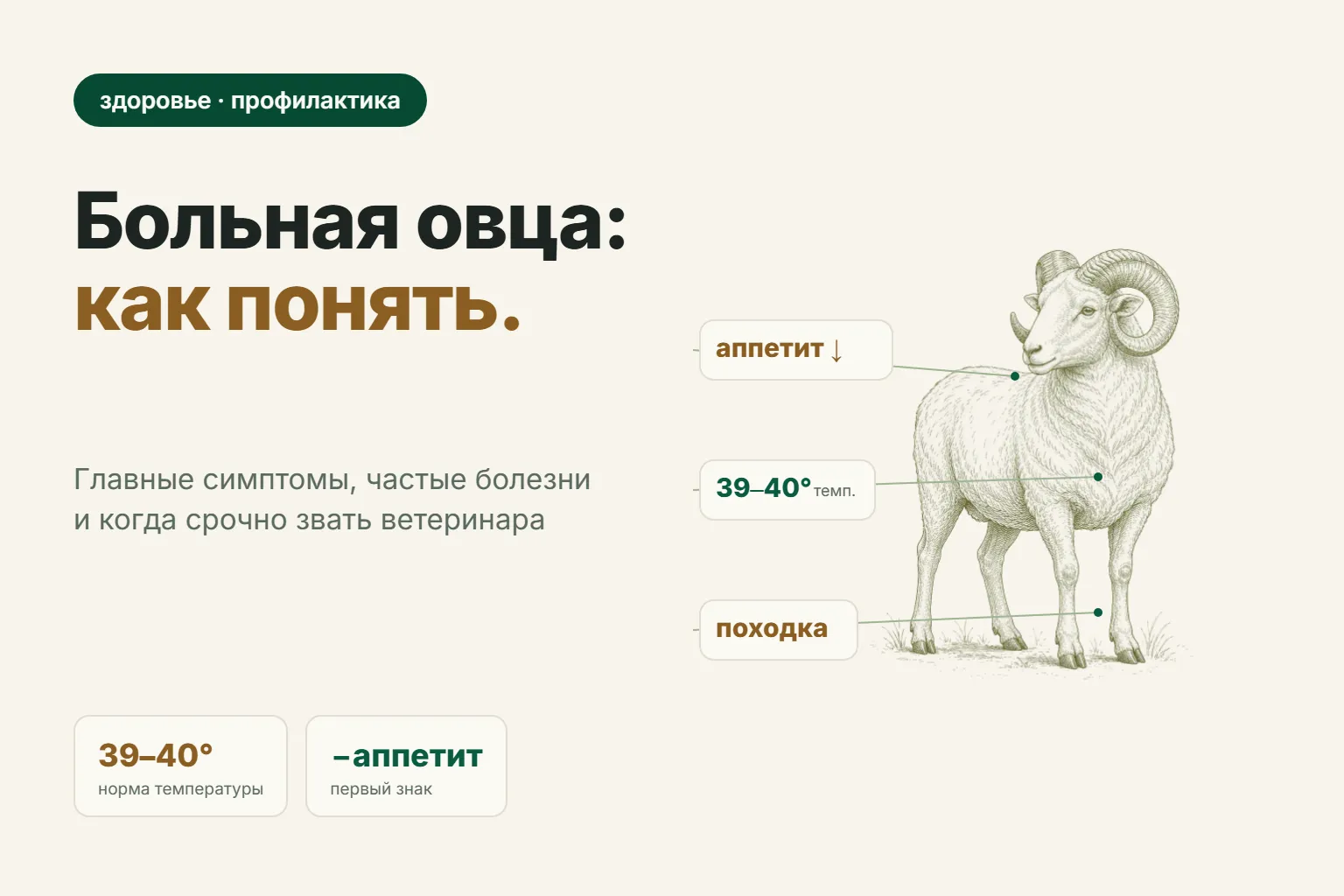 Болезни овец: симптомы, профилактика и когда звать ветеринара