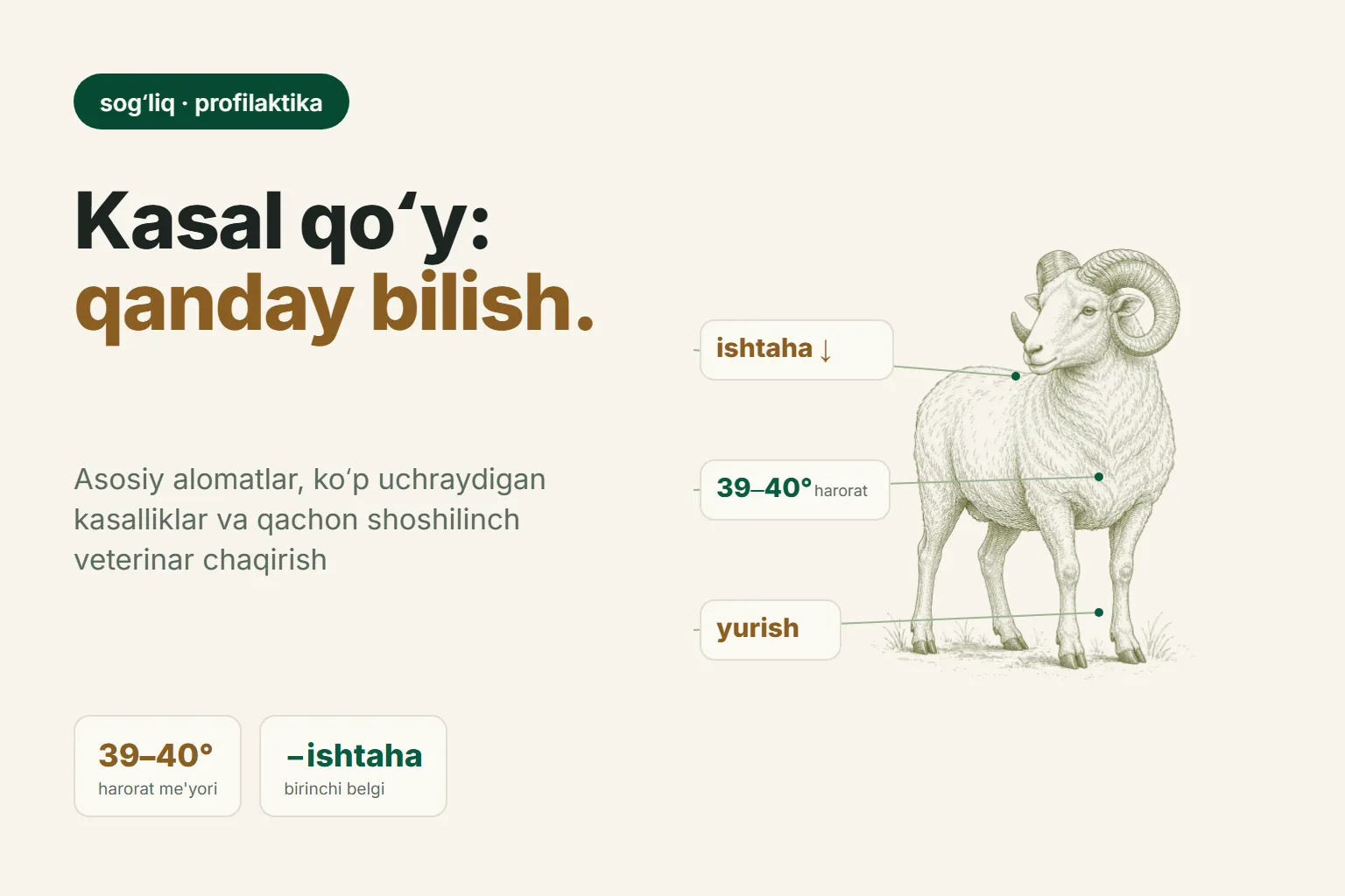 Qoʻy kasalliklari: belgilari, oldini olish va veterinar qachon kerak