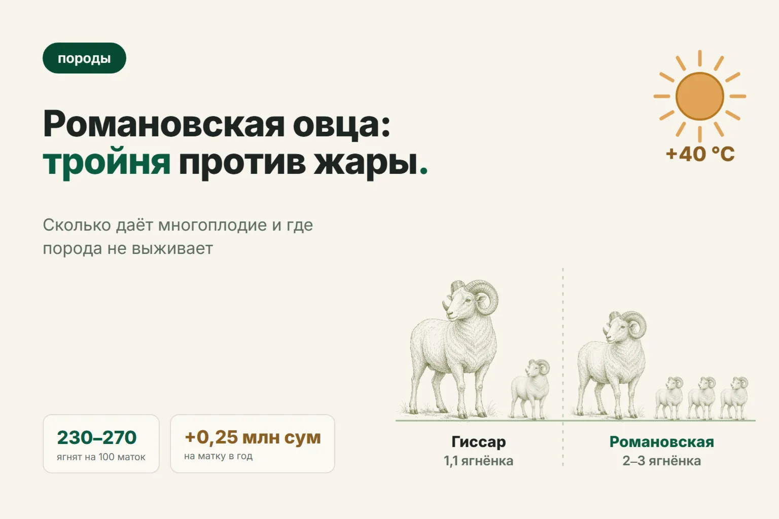 Романовская порода овец в Узбекистане: двойни и тройни против жары — стоит ли заводить в 2026 году