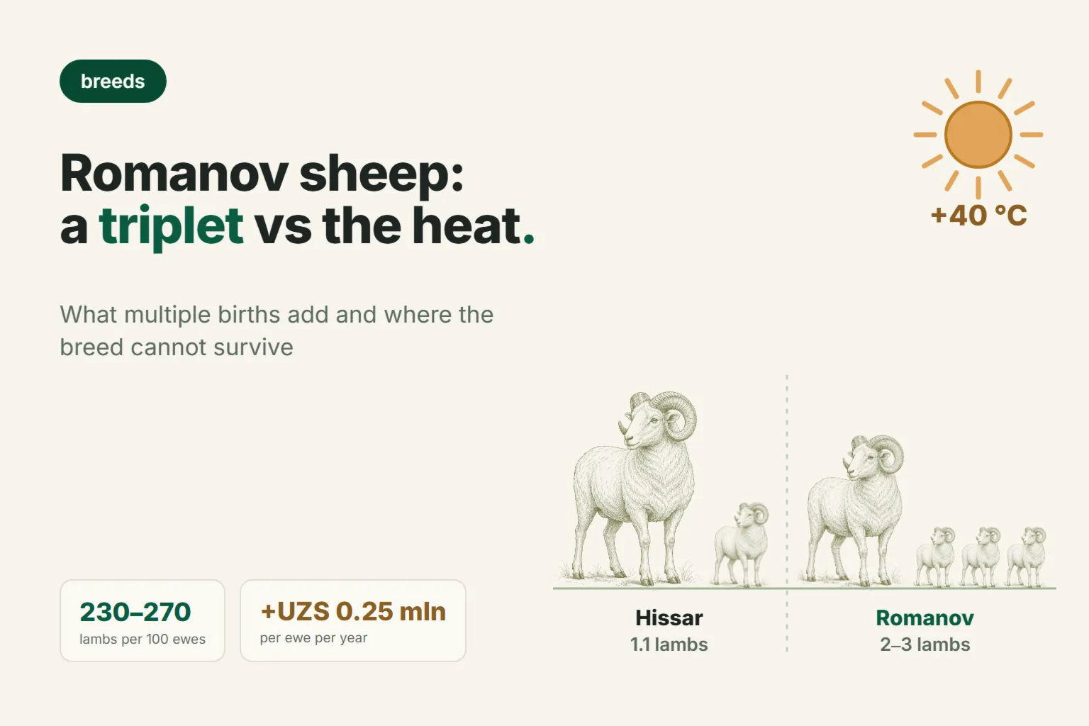 Romanov Sheep in Uzbekistan: Twins and Triplets vs. the Heat — Is It Worth Getting Them in 2026