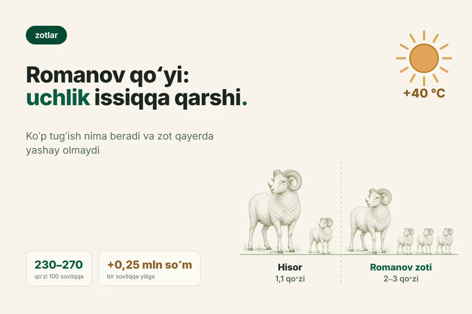 Oʻzbekistonda Romanov qoʻy zoti: egizak va uchliklar issiqqa qarshi — 2026-yilda boqishga arziydimi