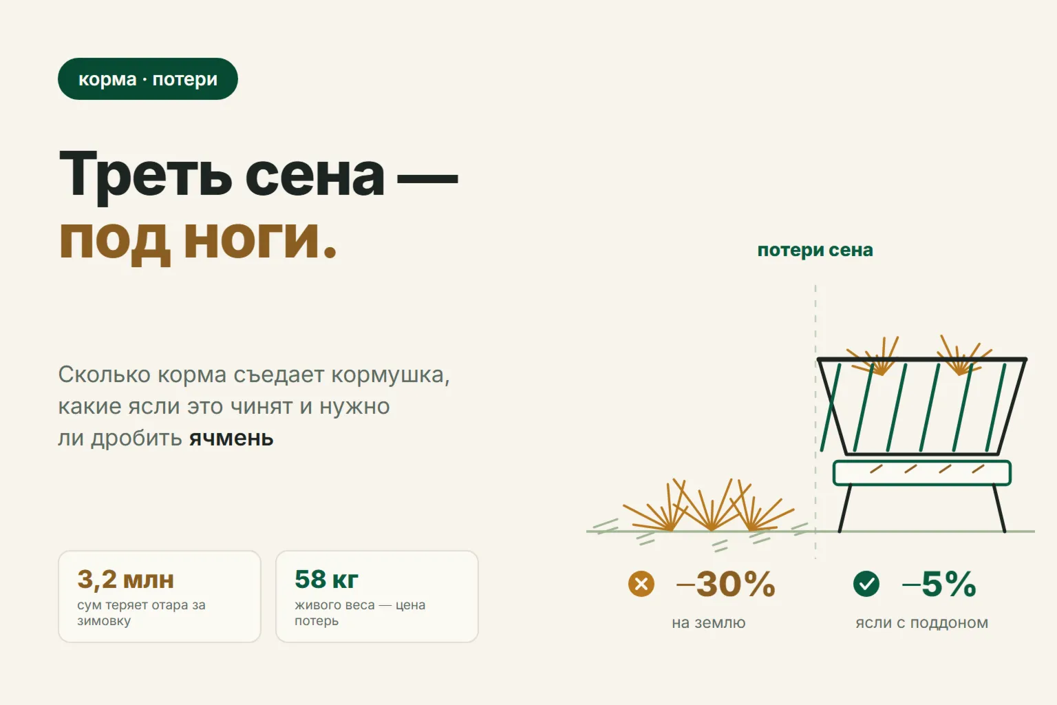 Треть сена — под ноги: потери корма в кормушке и нужно ли дробить ячмень