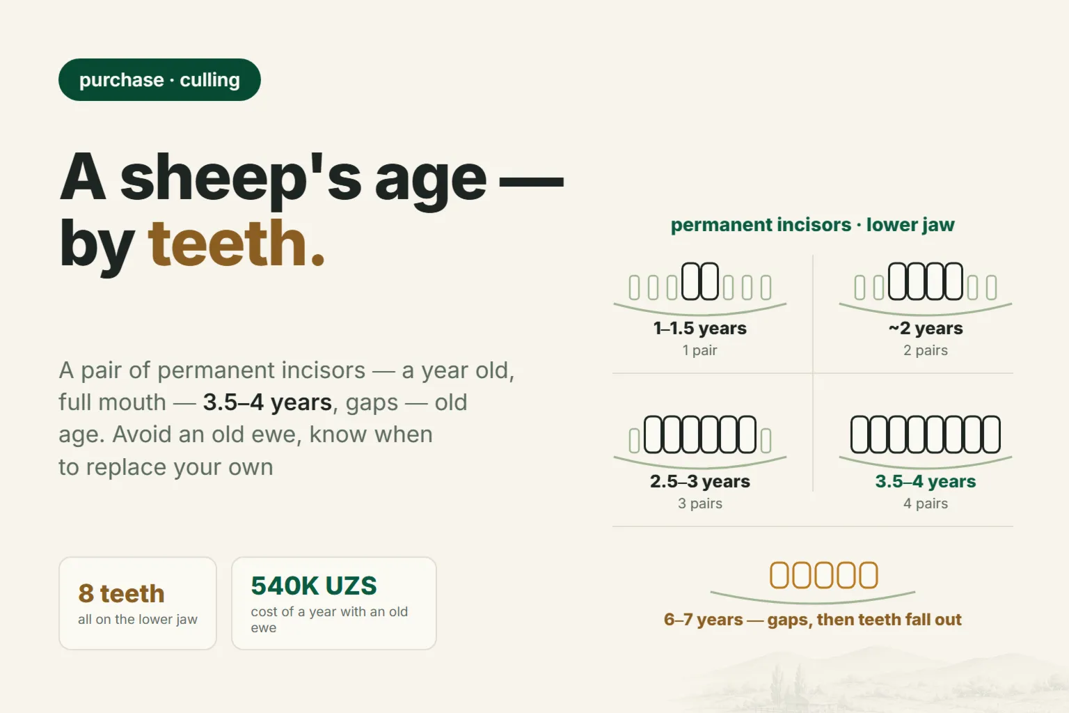 How to Tell a Sheep's Age by Its Teeth: Avoid an Old Ewe and Know When to Replace Your Own