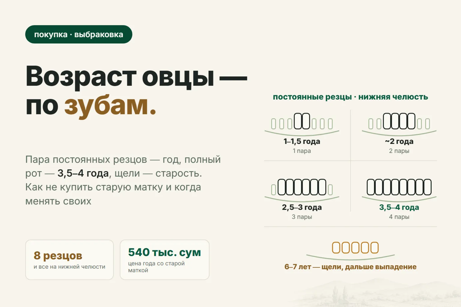 Возраст овцы по зубам: как не купить старую матку и когда менять своих