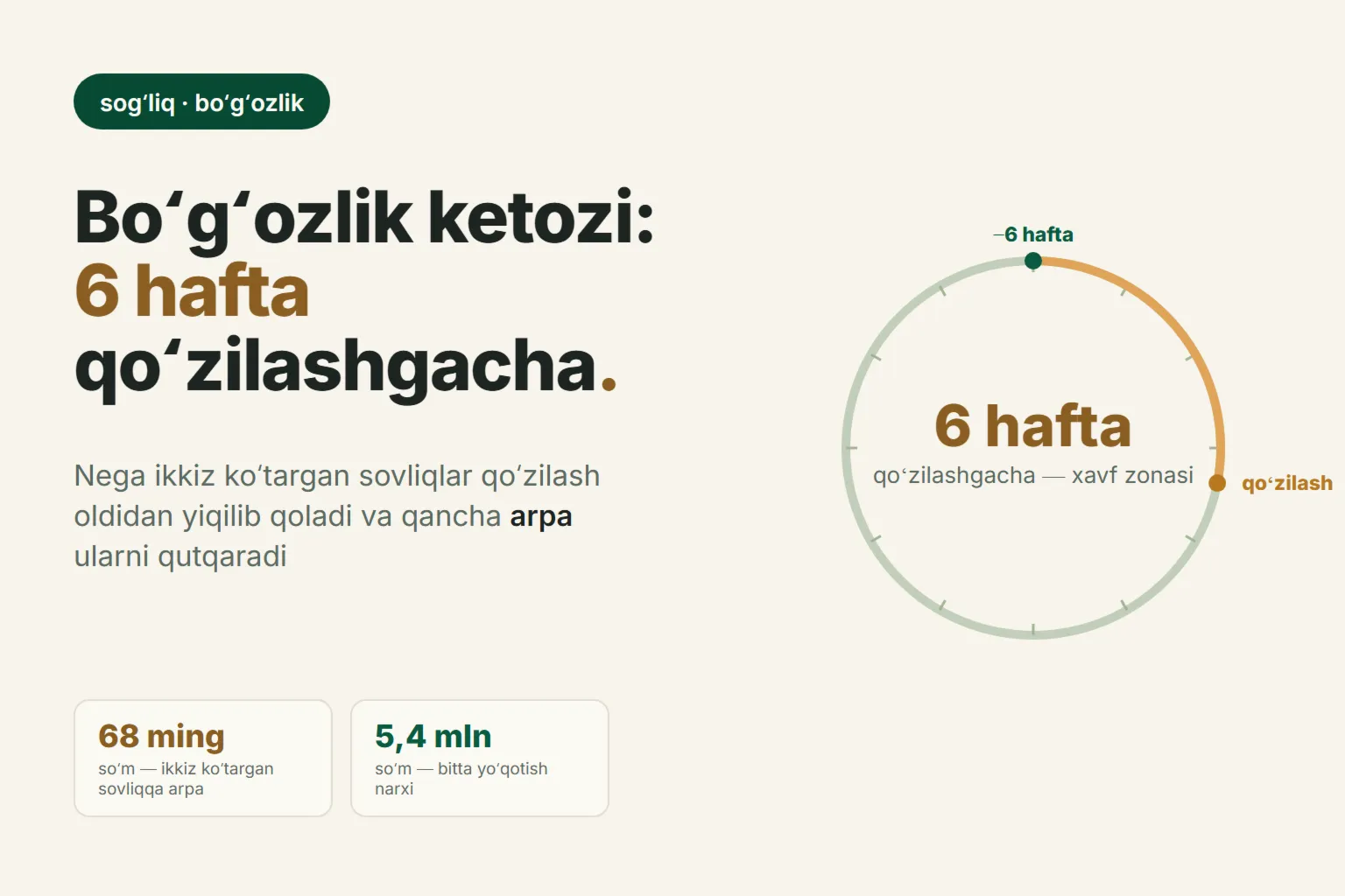 Boʻgʻoz qoʻylarda ketoz: belgilari, davolash va qoʻzilashdan 6 hafta oldin sovliqlarga qancha arpa berish kerak