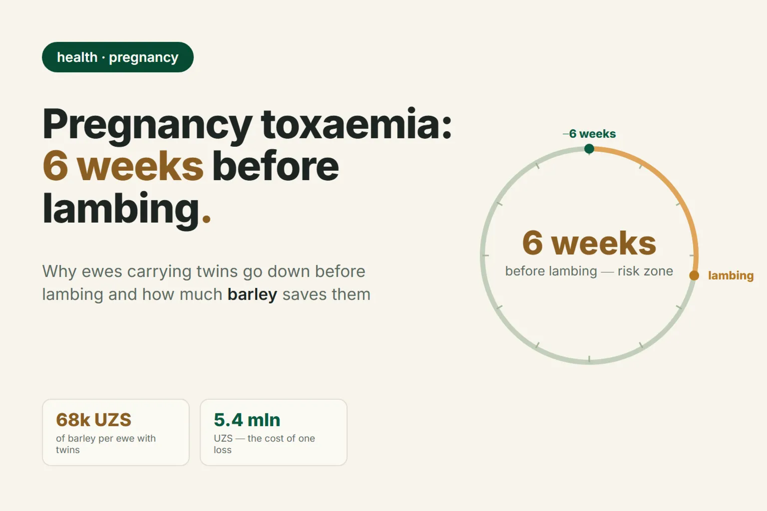 Pregnancy Toxaemia in Sheep: Signs, Treatment and How Much Barley to Feed Ewes in the 6 Weeks Before Lambing