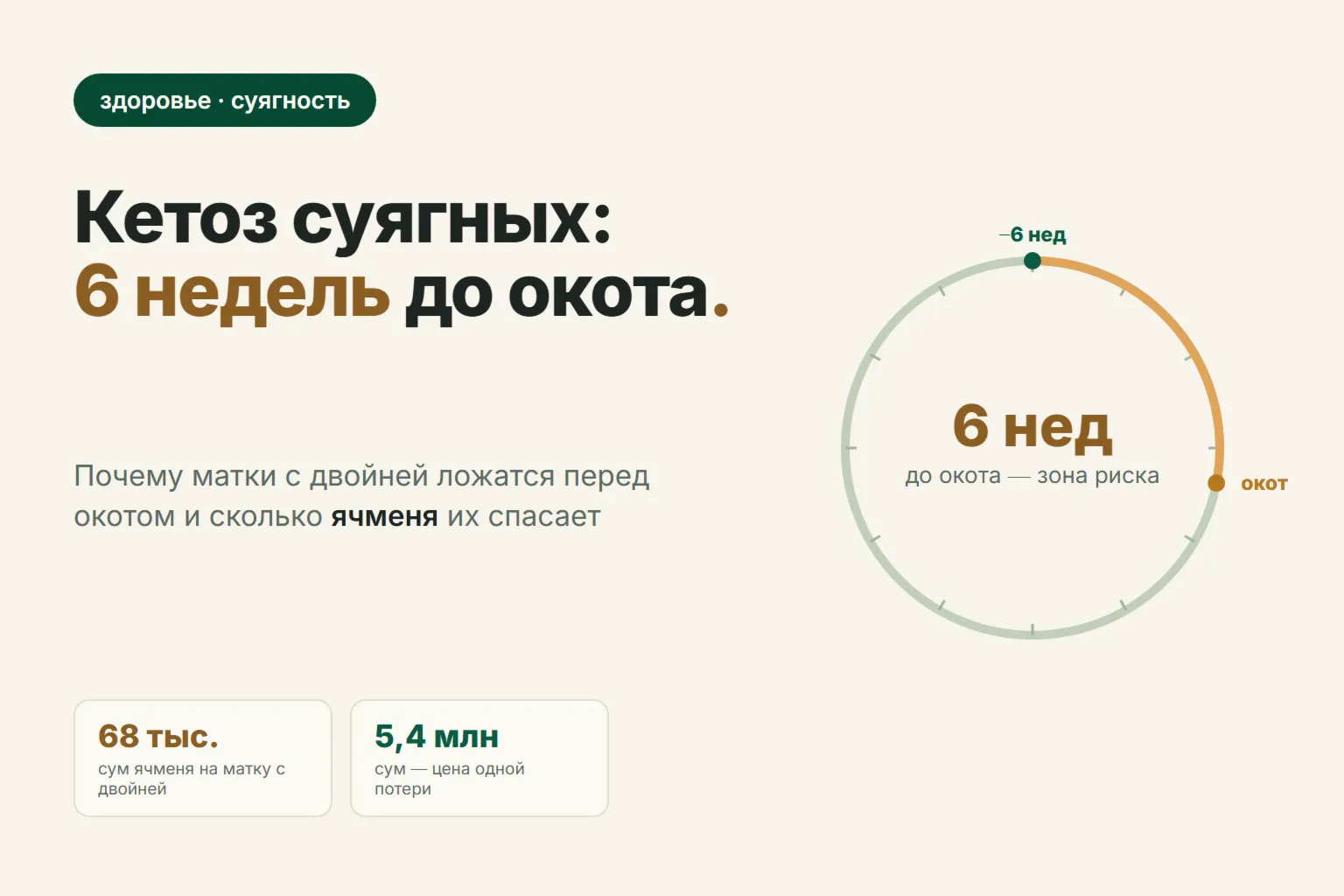 Кетоз суягных овец: признаки, лечение и сколько ячменя давать маткам за 6 недель до окота